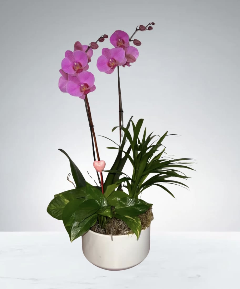 Orchid Garden  by D'Lily's Flowers  - Perfect for any occasion! Orchid plant arrangement. 