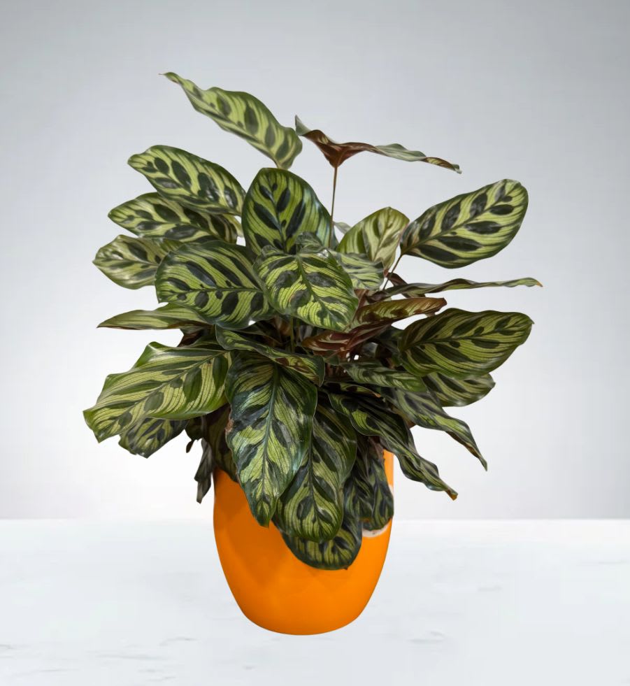 Calathea Makoyana - A striking indoor plant with bold, patterned leaves and deep purple undersides. This Plant adds a vibrant, tropical touch to any space.