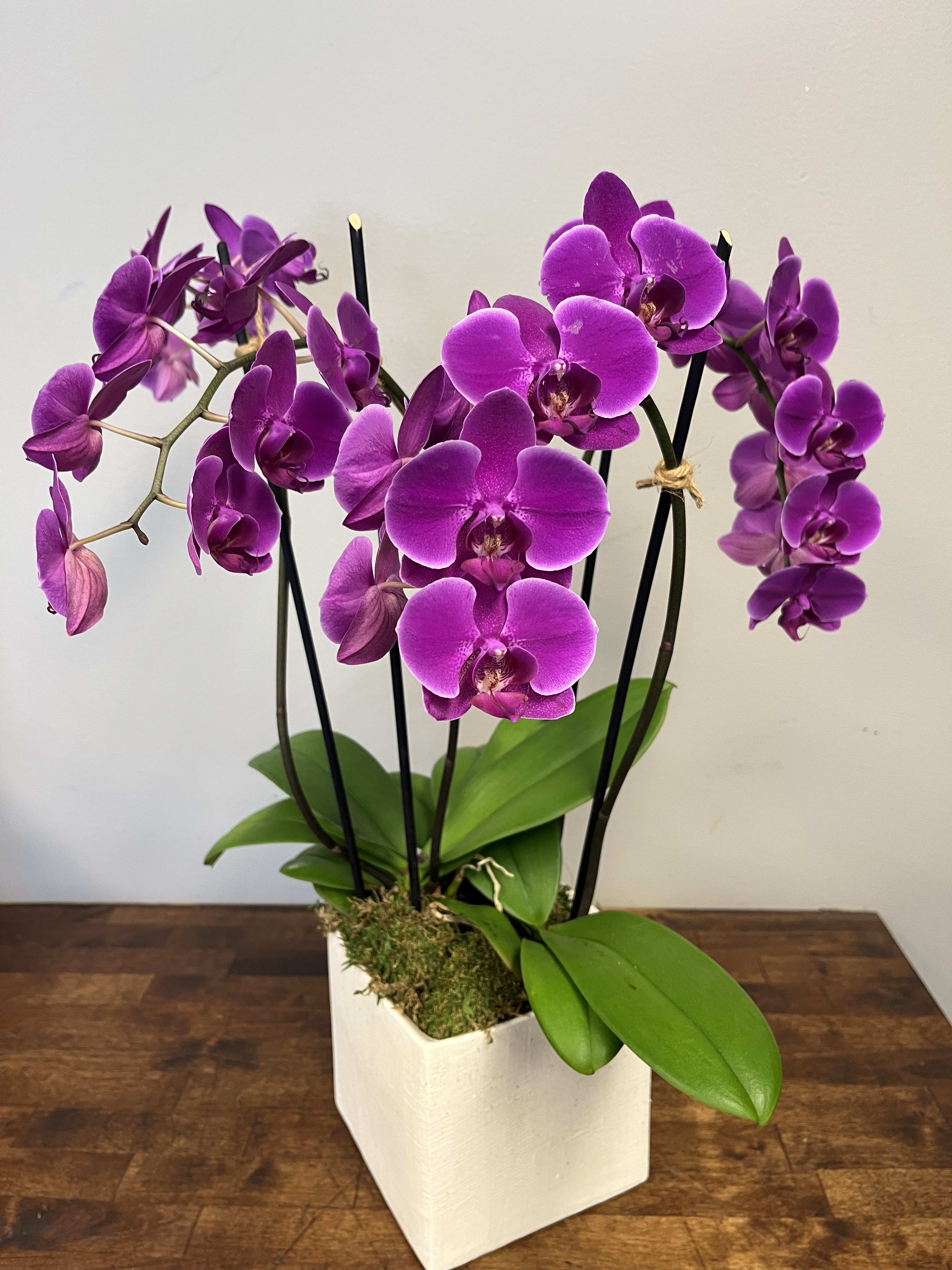 Audrey orchid - Classic and elegant- 2 orchid (4 spikes) plants in a wooden modern cube . (Orchid color may vary, based on current inventory)