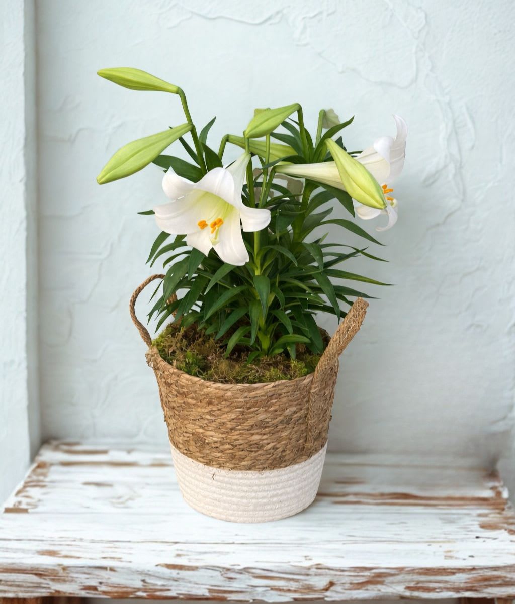 Easter Lily - Easter Lily plant in a cute basket