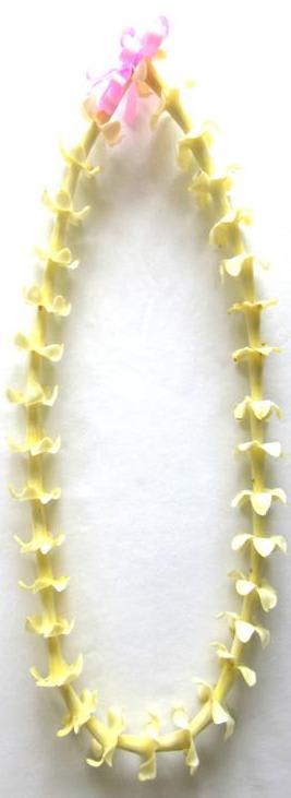 Single Puakenikeni Lei - Fragrant Puakenikeni Lei *Local grown on Big Island