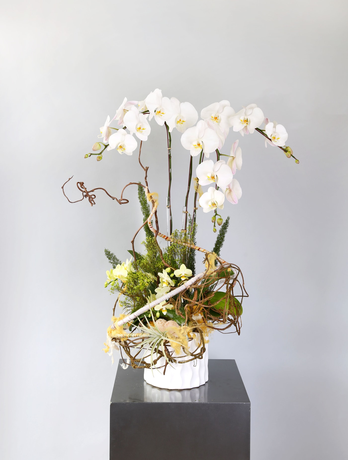 Warm vibe - This artful arrangement featuring large white Phalaenopsis orchids blooming and complemented with miniature-sized orchid in yellow, air plants with wool yarn hand craftsmanship decor. A perfect gift for mom to thankful for her warmth and kindness of heart. this arrangement about 37" height and 12" width and depth Disclaimer: Photo just represent the overall style, look and feel, which may not be able to identically replicate in some instance. We will only substitute item of equal value or higher value. 