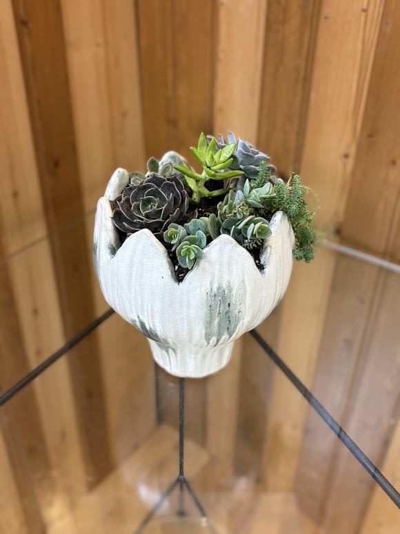 Succulent Garden - Tulip Container  - A compact succulent garden arranged in a white ceramic tulip-style container makes a lasting, low-maintenance gift that feels both modern and homey. Perfect as a Mother's Day surprise or for anniversaries, birthdays, housewarmings, get well wishes, or simply "just because," this succulent arrangement sends a calm, thoughtful message-she'll enjoy the texture and subtle color for months without fuss.  Filled with a variety of rosette and upright succulents in deep green, soft gray-green, and dusky purple, the plants contrast beautifully with the scalloped, petal-like rim of the slightly weathered white pot. The rounded ceramic keepsake measures compactly for desks, nightstands, or small tabletops and offers a mix of forms and textures that read as contemporary décor. Because succulents are hardy and low-water, they're ideal for busy recipients, those recovering, or anyone who prefers easy-care living plants.  Haehn Florist, Greenhouses, &amp; Flower Delivery at 410 Hamilton Rd. Wapakoneta offers a substitution policy: when a variety is unavailable we'll replace it with a similar succulent of equal or greater value to preserve the look and feel of your gift. Follow us on Facebook at www.facebook.com/haehnflorist for seasonal inspirations and care tips. This succulent garden is also a tasteful choice for sympathy, retirement, thank yous, thinking of you notes, and workplace occasions like Boss's Day or Admin Professionals' Week.