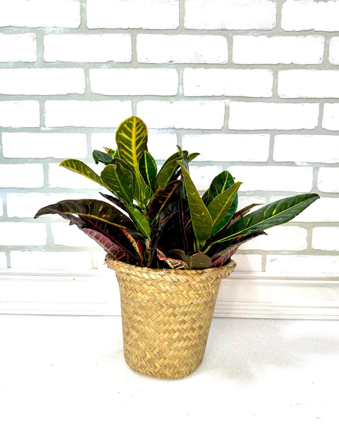Croton Plant - A plant with nice variegated leaves in shades of warm colors. 