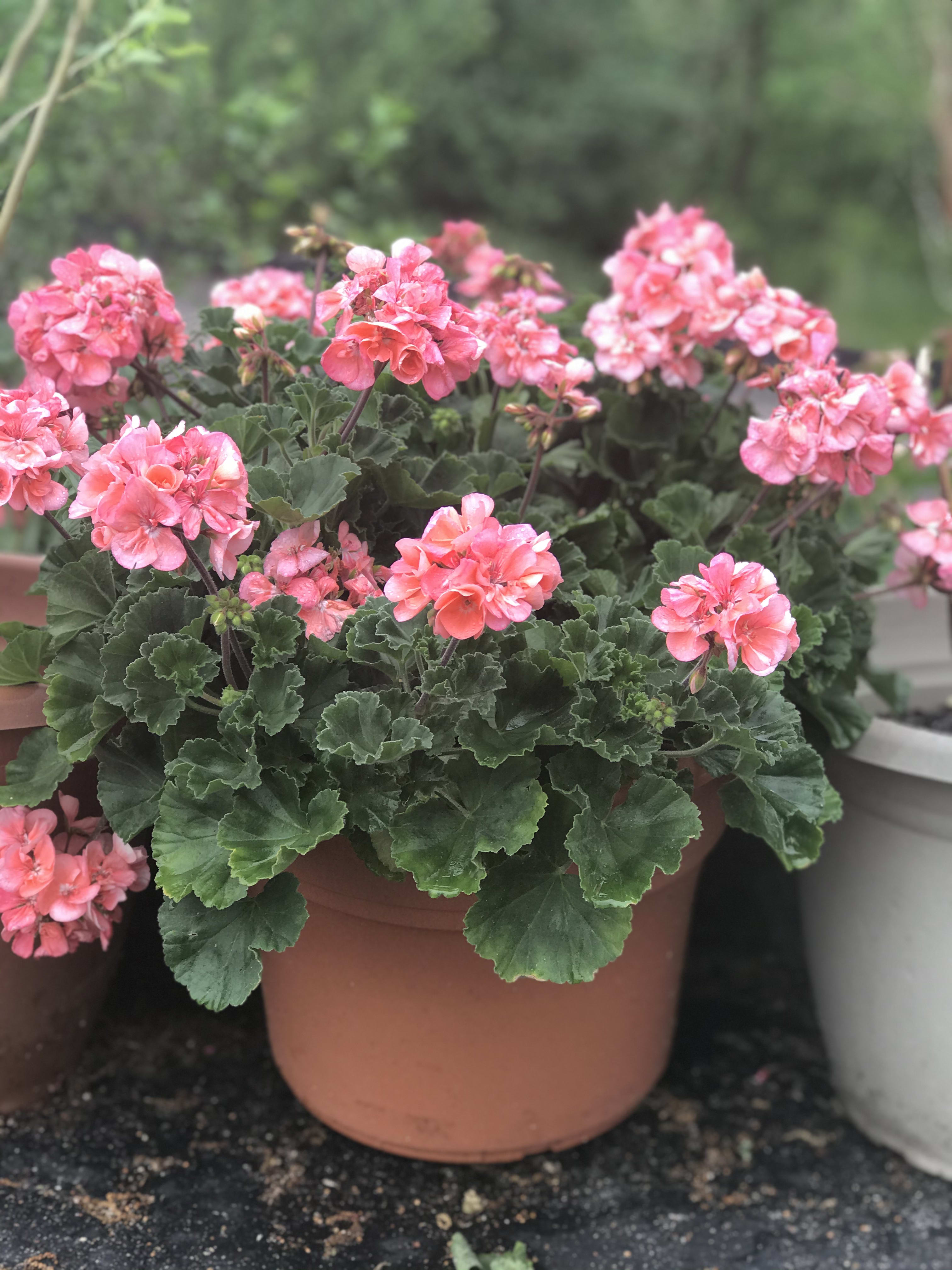 Geranium Potted Plant - Beautiful full sun geraniums that would make a lovely addition to your patio. Other colors are available. Plant colors may vary depending on availability.  I love to sit in full sun! Please water me often as the sun does dry out my roots. 