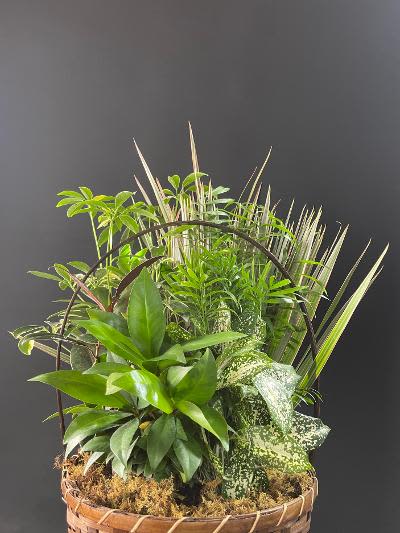 Dish garden - J - This basket filled with living plants will also carry comfort and compassion for many months to come. Perfect to send to the home or service.