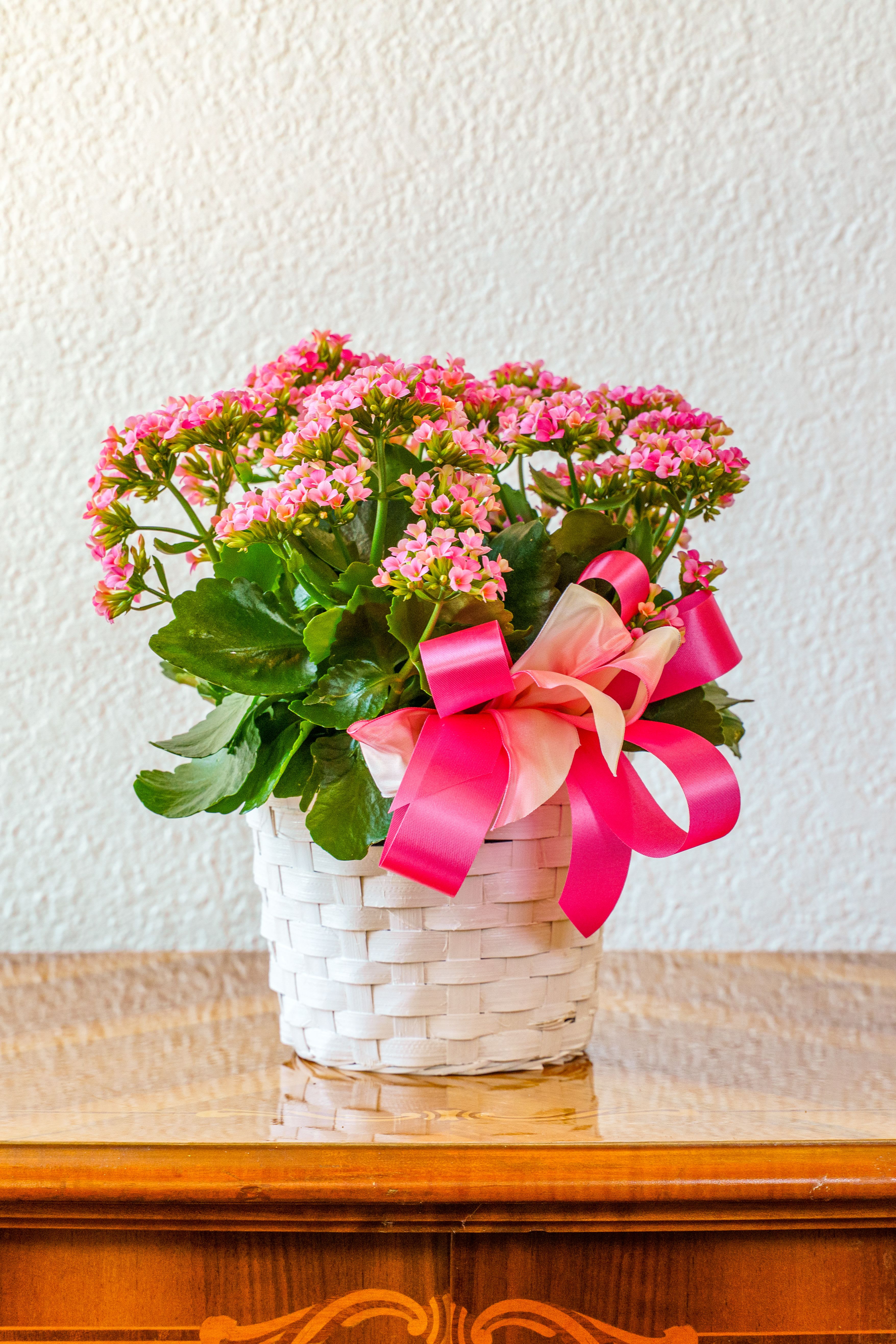 Kalanchoe Plant - Send a beautiful flowering kalanchoe plant! Perfect for Mother's Day, saying thank you, or letting them know you're thinking of them.  Color may vary due to availability.