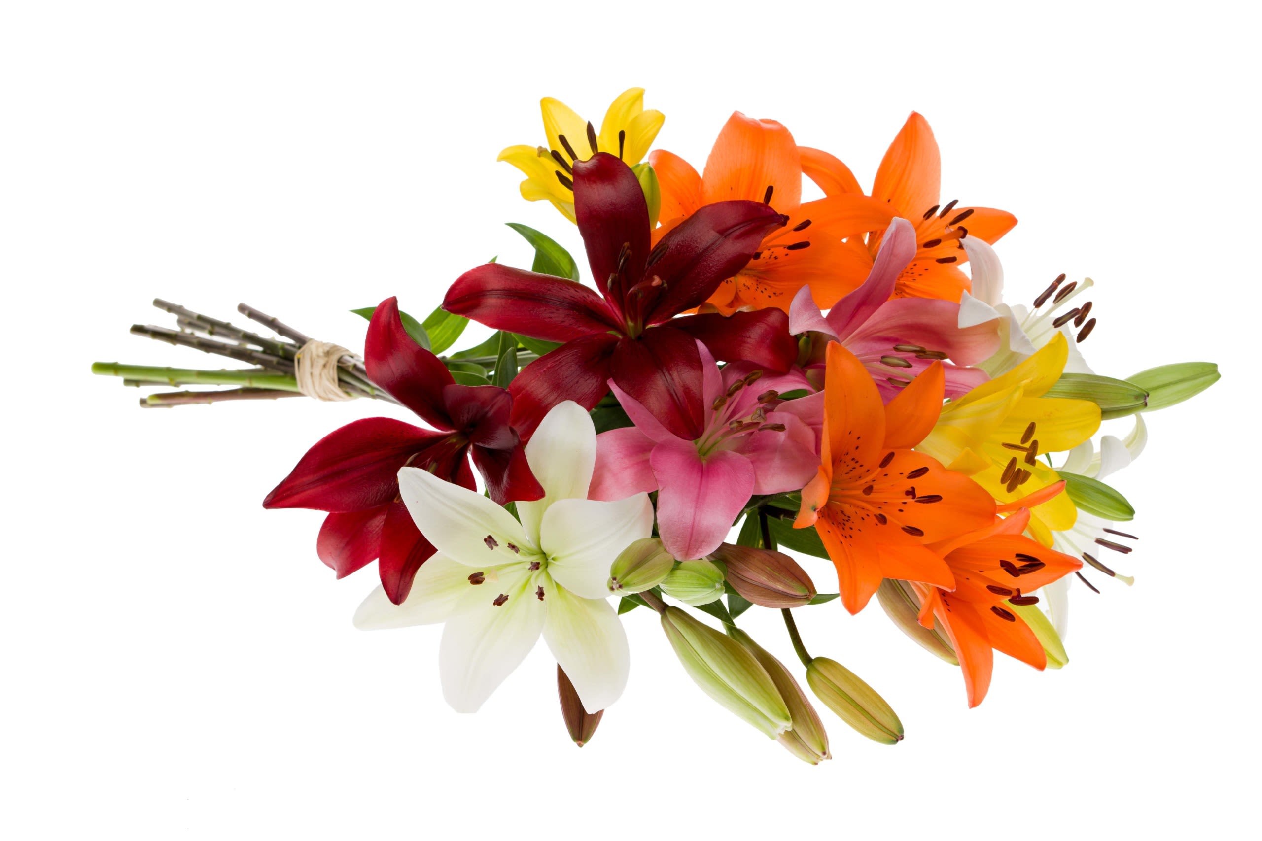 Lily LA Hybrid - Flower Market - Color varies on availability. You may request but color is not guaranteed.  Standard - Bunch of 10 stems Deluxe - Bought by the stem Premium - Bought by bunch 10+