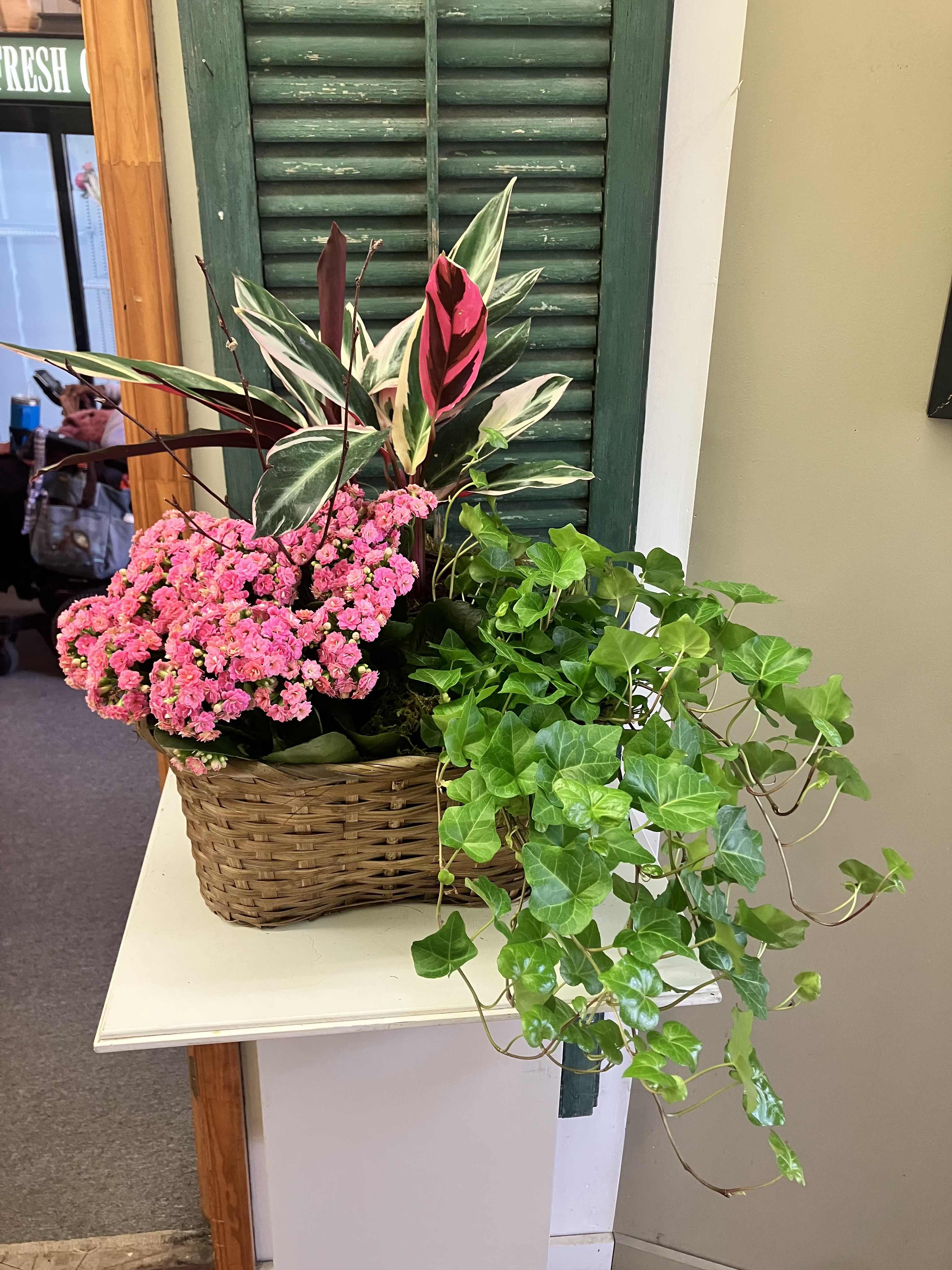 Octopus's Garden - An arrangement of seasonal green and blooming plants in a planter basket. Product may differ from the picture shown but always keep the same size and feel!