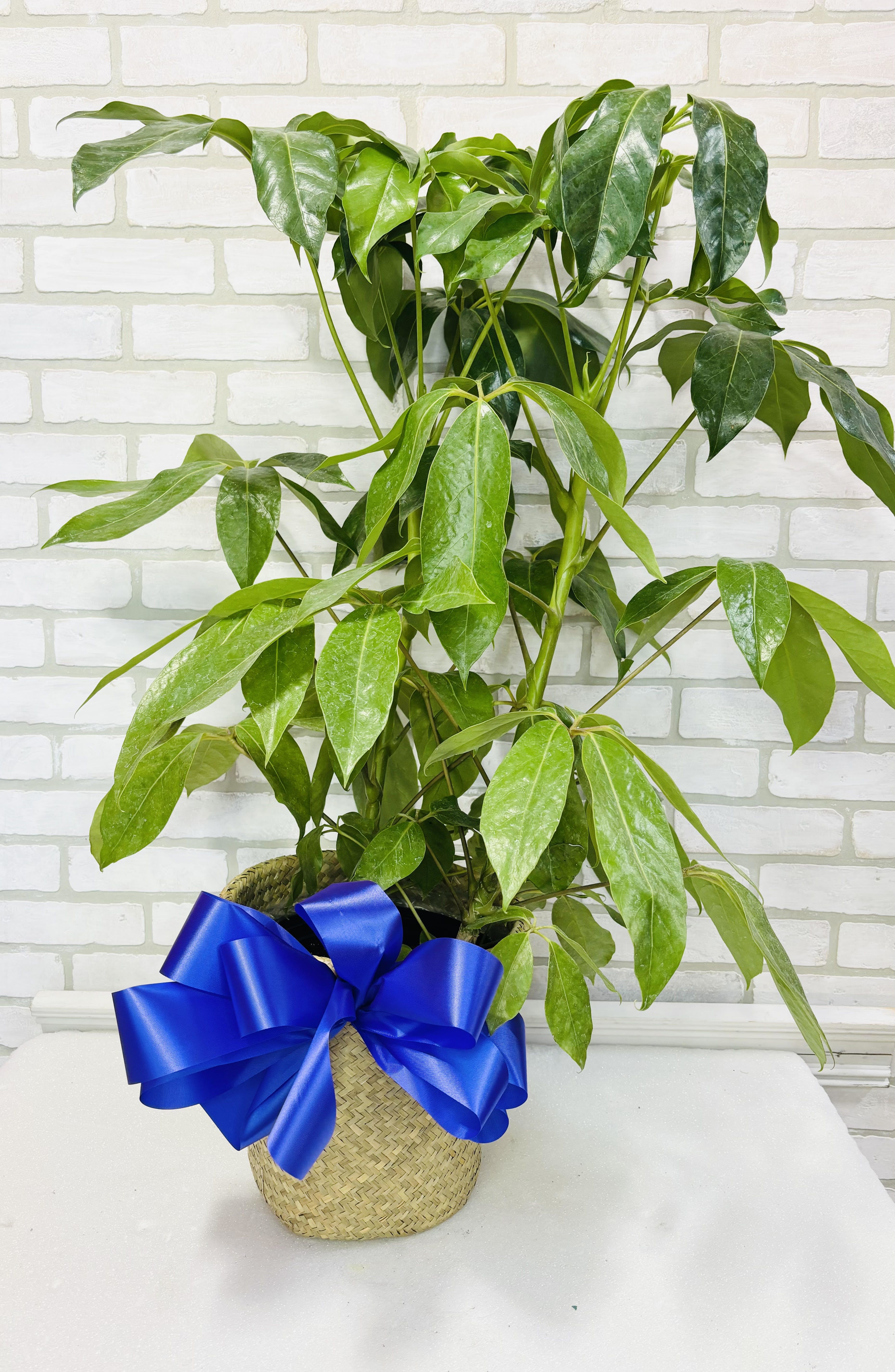 Amante Schefflera Plant  - A fast growing, lush green plant.