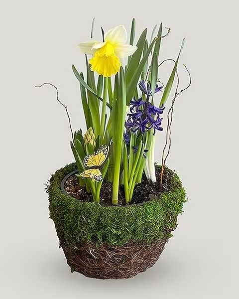 Bulb Garden - Our bulb gardens contain stems of tulips, daffodils, crocus, and hyacinth. Send for a wonderful "think spring" surprise!