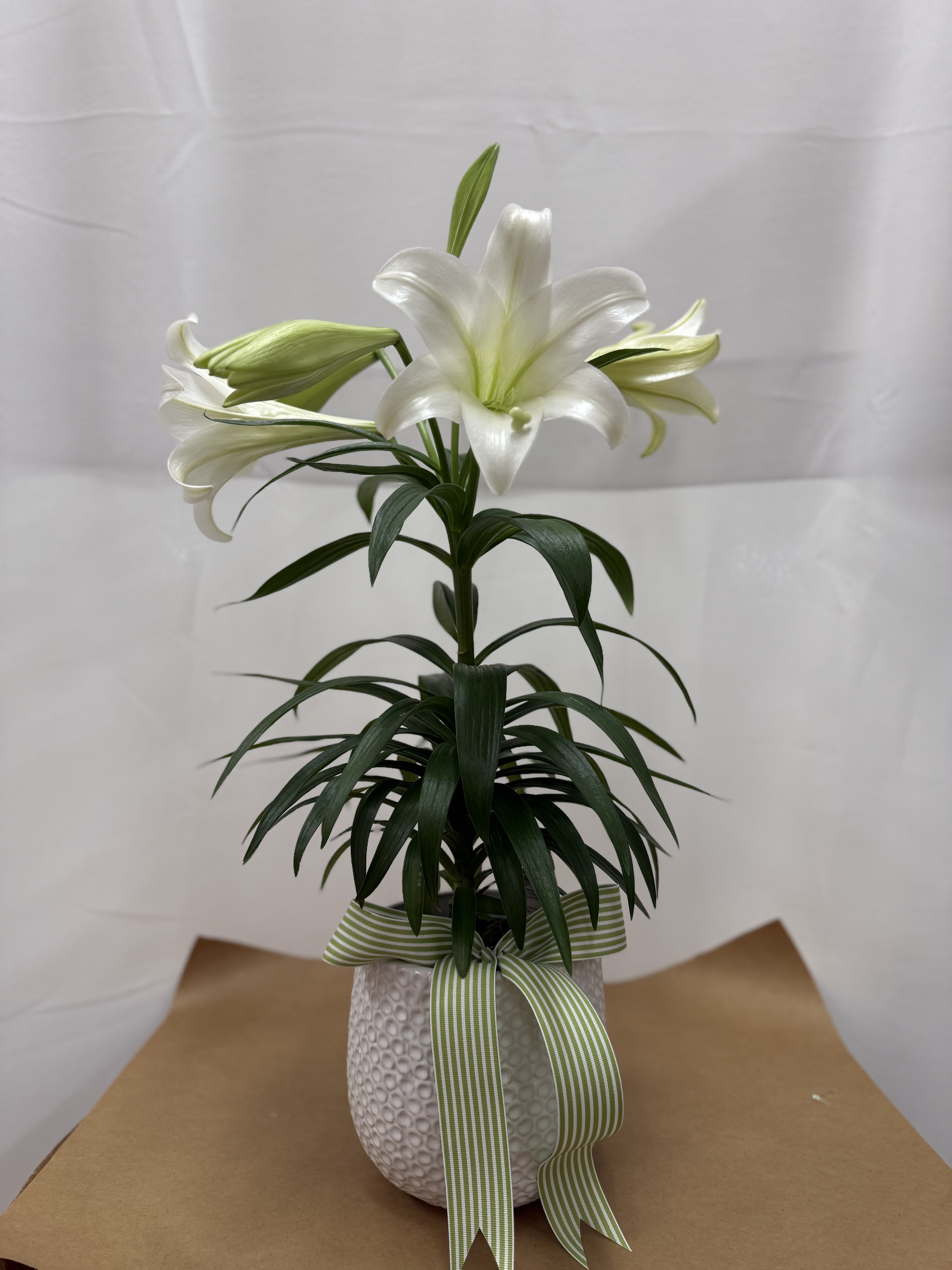 Easter Lily Plant - A beautiful Easter Lily plant to celebrate Spring