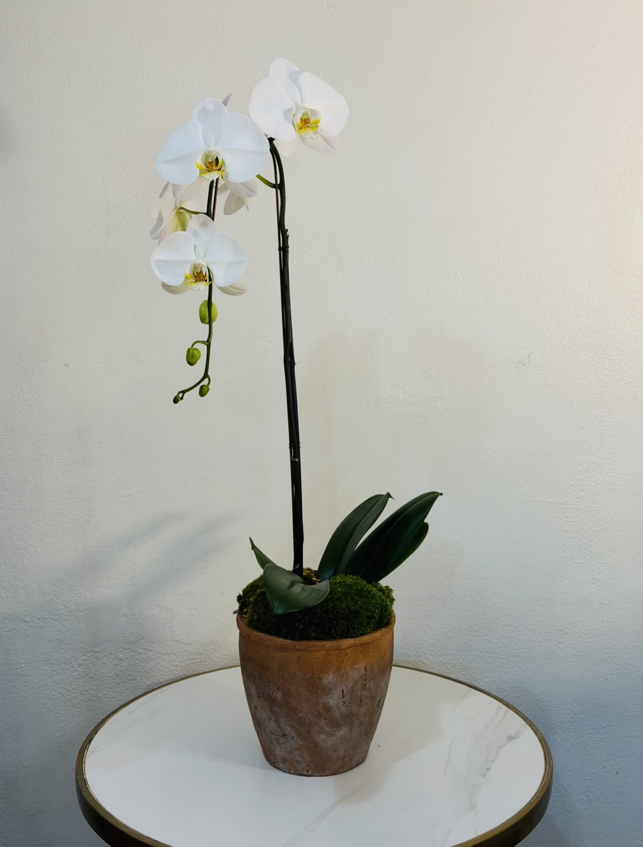 Elegant White Orchid in Clay Pot - Bring timeless elegance into any space with this stunning white orchid, beautifully arranged in a natural clay pot. This graceful orchid features fresh blooms with a clean, modern look — perfect for gifts, home décor, or special occasions. At Guy Floral Studio, we specialize in premium floral designs with fast and reliable service.  Same Day Flower Delivery Available We proudly deliver to: West Hollywood, Beverly Hills, Bel Air, Beverly Grove, Hollywood Hills, Hollywood, Santa Monica, Culver City, and surrounding Los Angeles areas.