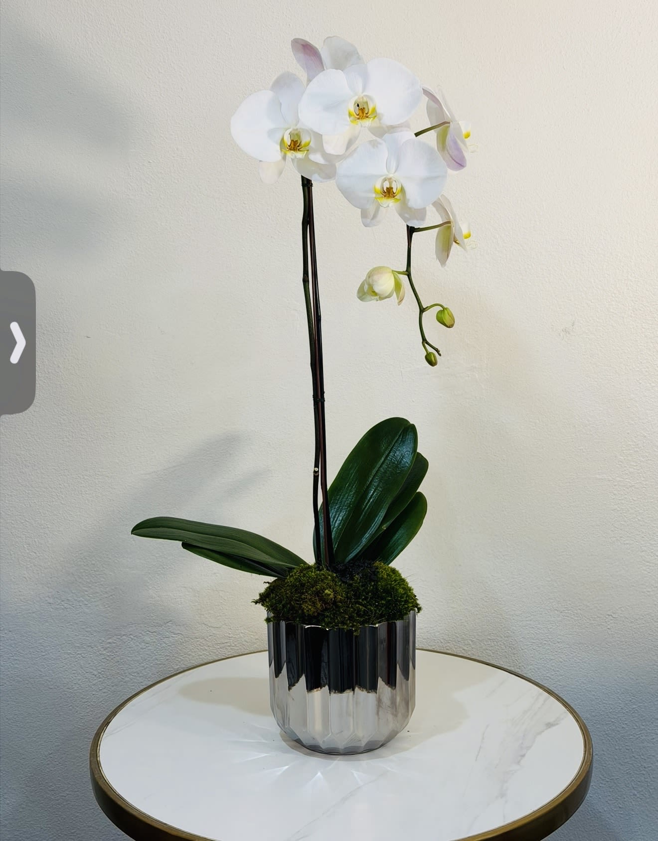 Luxury White Orchid in Modern Silver Vase - Elevate any space with this luxurious white orchid, elegantly arranged in a modern silver vase. This sophisticated design features fresh, high quality orchid blooms with a sleek and contemporary look  perfect for upscale gifts, home styling, or special occasions. At Guy Floral Studio, we create premium floral arrangements with attention to every detail, ensuring each piece is both elegant and long lasting.  Same-Day Flower Delivery Available We proudly deliver to: West Hollywood, Beverly Hills, Bel Air, Beverly Grove, Hollywood Hills, Hollywood, Santa Monica and surrounding Los Angeles areas. Each orchid is carefully selected and designed to provide a refined, modern, and timeless floral experience.
