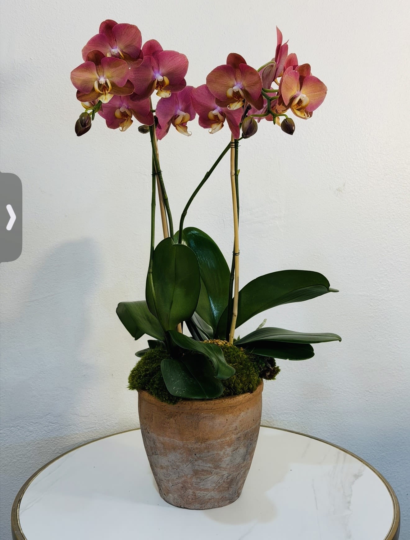 Sunset Orchid Arrangement - Warm and vibrant, this stunning sunset orchid arrangement features rich tones of orange, coral, and deep pink, beautifully arranged in a natural clay pot. This elegant design brings energy, warmth, and sophistication into any space. Perfect for gifts, celebrations, birthdays, or adding a bold and modern touch to your home or office décor. At Guy Floral Studio, we create premium floral designs that combine quality, style, and long lasting beauty. Same Day Flower Delivery Available We proudly deliver to: West Hollywood, Beverly Hills, Bel Air, Beverly Grove, Hollywood Hills, Hollywood, Santa Monica and surrounding Los Angeles areas. Each orchid is carefully selected to ensure freshness, vibrant color, and a luxurious presentation.