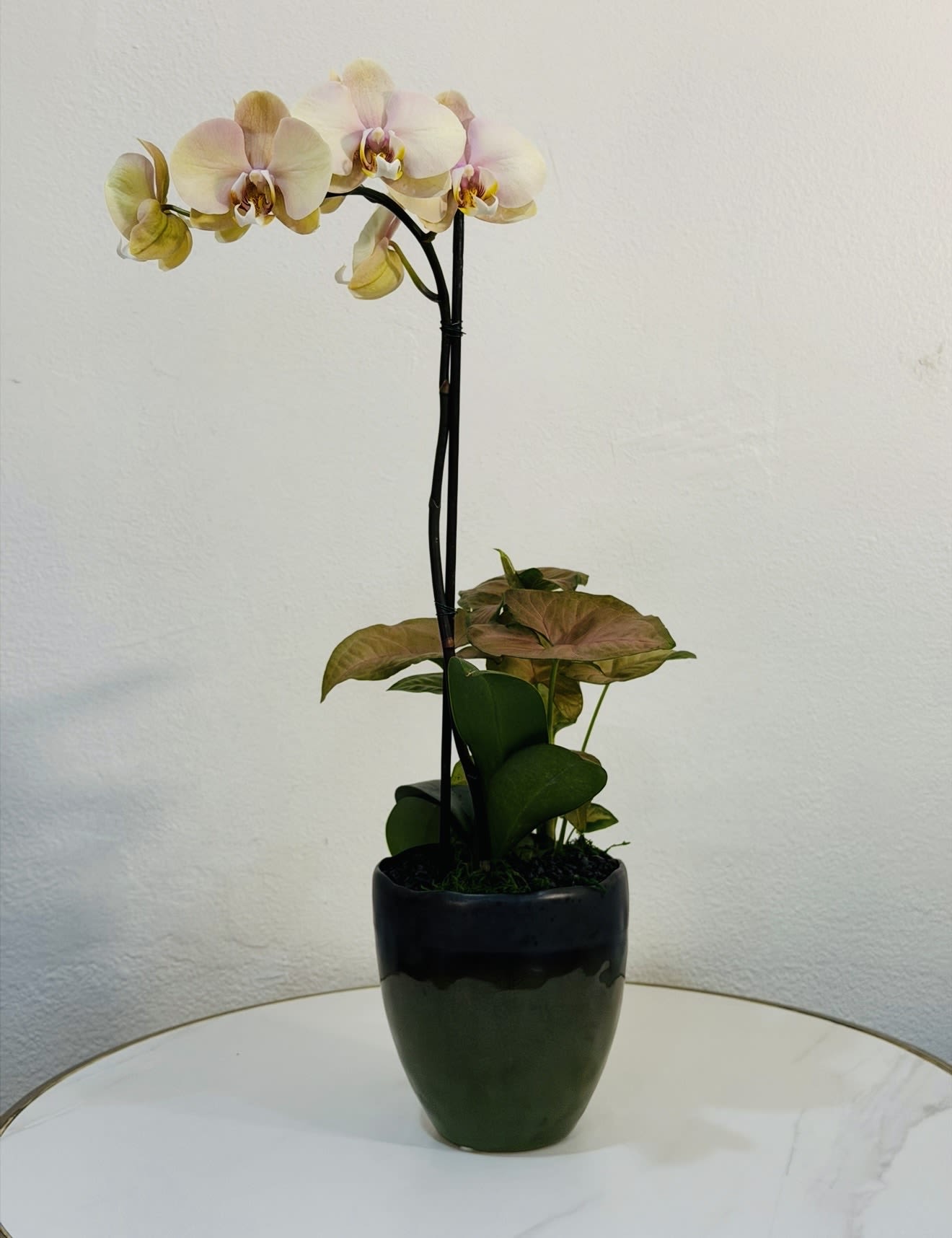 Golden Orchid Garden - A refined and elegant orchid arrangement featuring soft golden-white blooms paired with lush decorative foliage, beautifully arranged in a modern ceramic vase. This unique design blends natural textures with a clean, contemporary look, creating a warm and sophisticated piece for any space. Perfect for gifts, home décor, offices, or anyone who appreciates a subtle yet luxurious floral style. At Guy Floral Studio, we create premium floral arrangements designed with attention to detail, quality, and long-lasting beauty.  Same Day Flower Delivery Available We proudly deliver to: West Hollywood, Beverly Hills, Bel Air, Beverly Grove, Hollywood Hills, Hollywood, Santa Monica and surrounding Los Angeles areas. Each arrangement is carefully crafted to ensure freshness, elegance, and a timeless presentation.