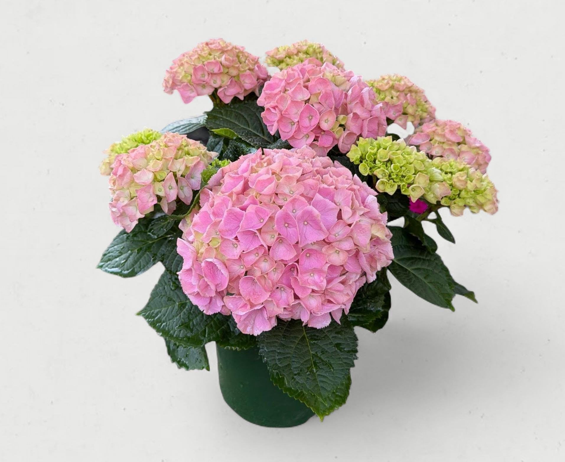 Premium 6.5” Pink Hydrangea - Nothing says "classic elegance" quite like the soft, pillowy blooms of a Pink Hydrangea (Hydrangea macrophylla). This 6.5-inch potted specimen is perfectly sized to serve as a stunning living centerpiece for your dining table, a thoughtful gift, or a vibrant pop of color for your porch. With its lush, deep-green serrated leaves and massive globes of rosy-pink florets, this hydrangea brings a touch of the cottage garden directly into your home.