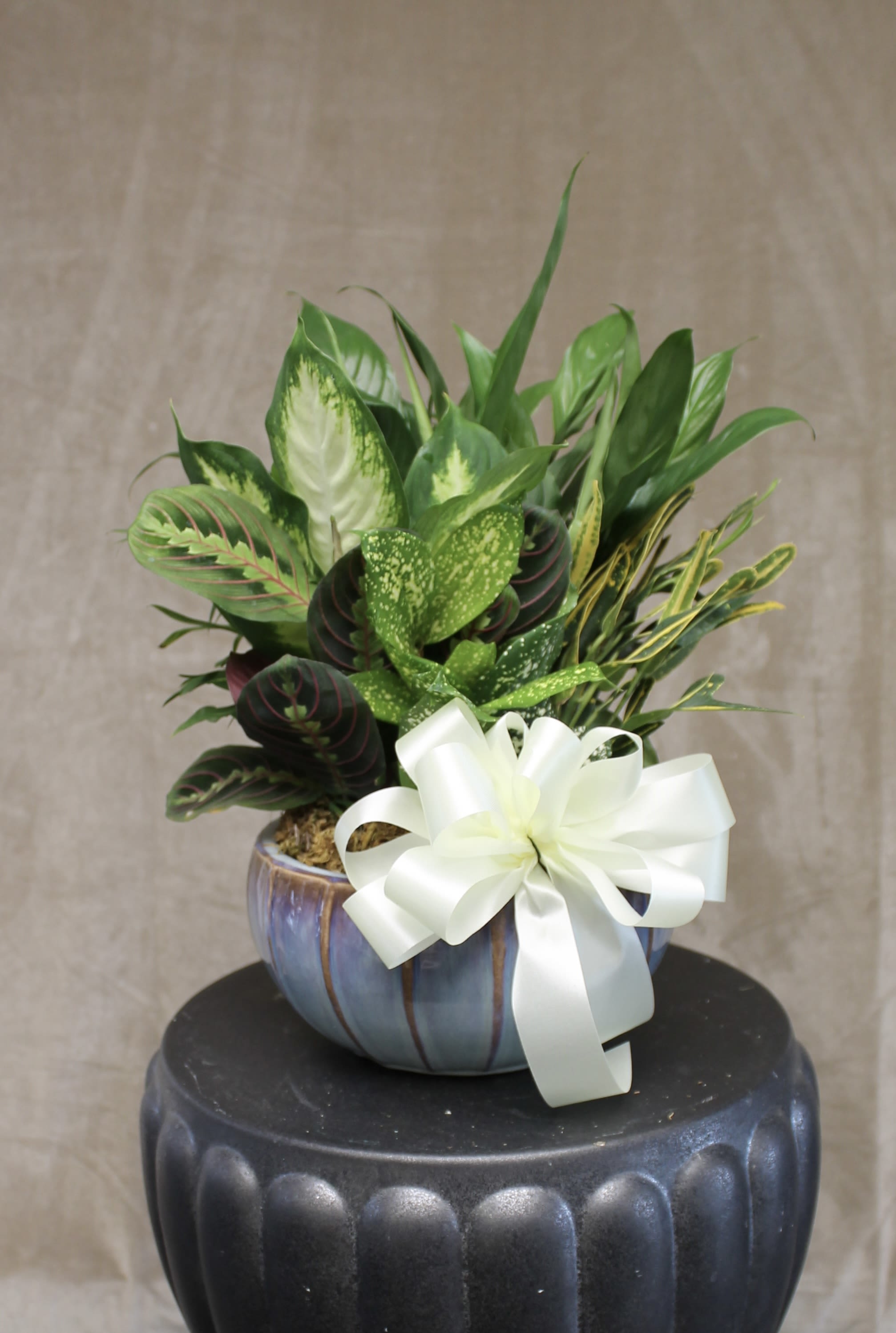 Dish Garden - A lush combination of green plants is an exquisite gift. It's a beautiful way to celebrate shared memories and make wonderful new ones.STANDARD - 8" ceramic planter with assorted plants beautifully arranged. (Container will vary) DELUXE- 10" ceramic planter with assorted plants beautifully arranged with silk flowers and bow added to dress up. (Container, silks, ribbon will vary), PREMIUM -12"  
