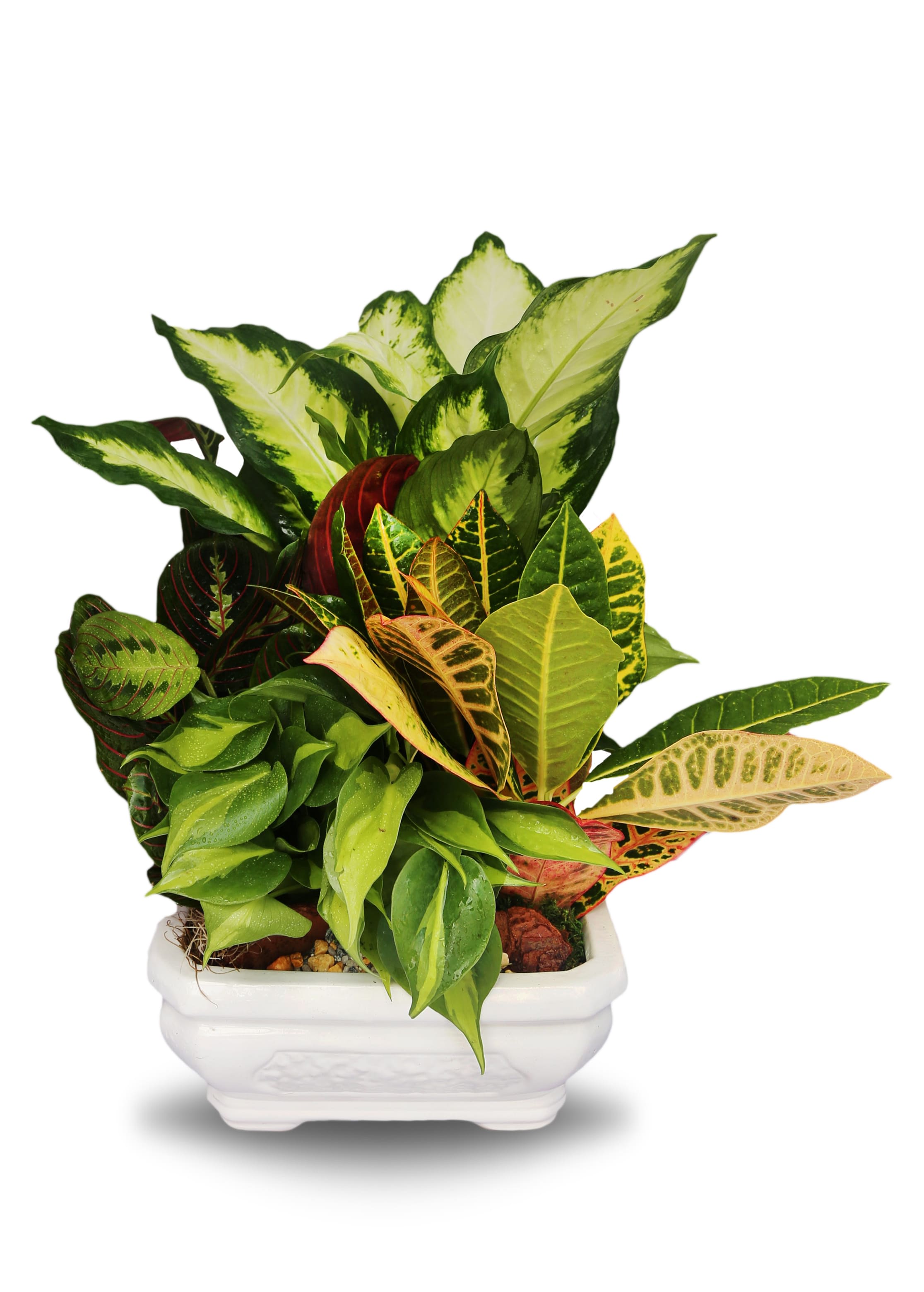 Mixed green and variegated foliage plants in a white rectangular ceramic planter