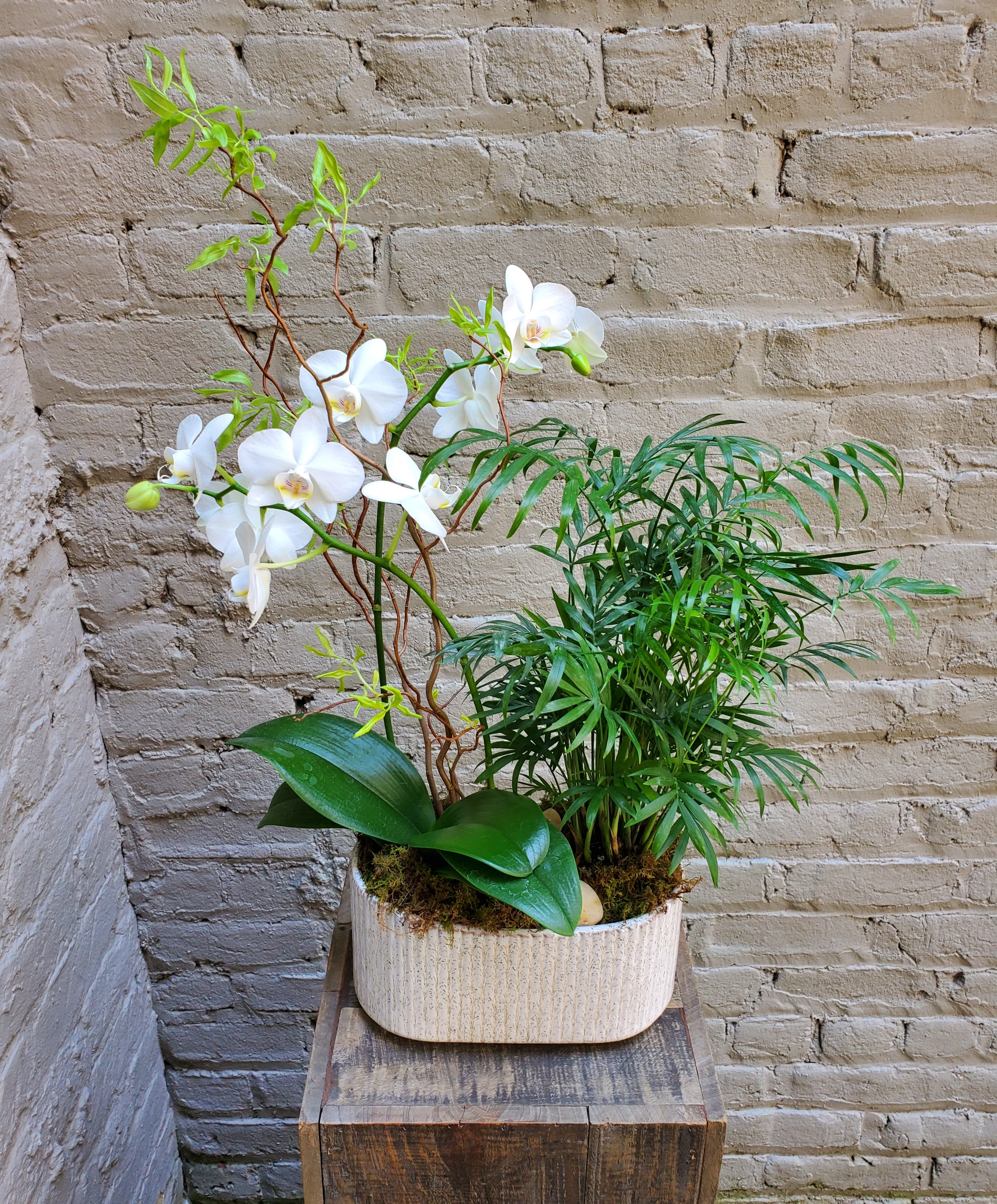 Potted Mini Orchid Planter - A lovely duo planter featuring a miniature phaelanopsis orchid and an accompanying plant friend.  Care instructions included.  Orchid color and accompanying plant may vary; please let us know your preference in the special instructions.