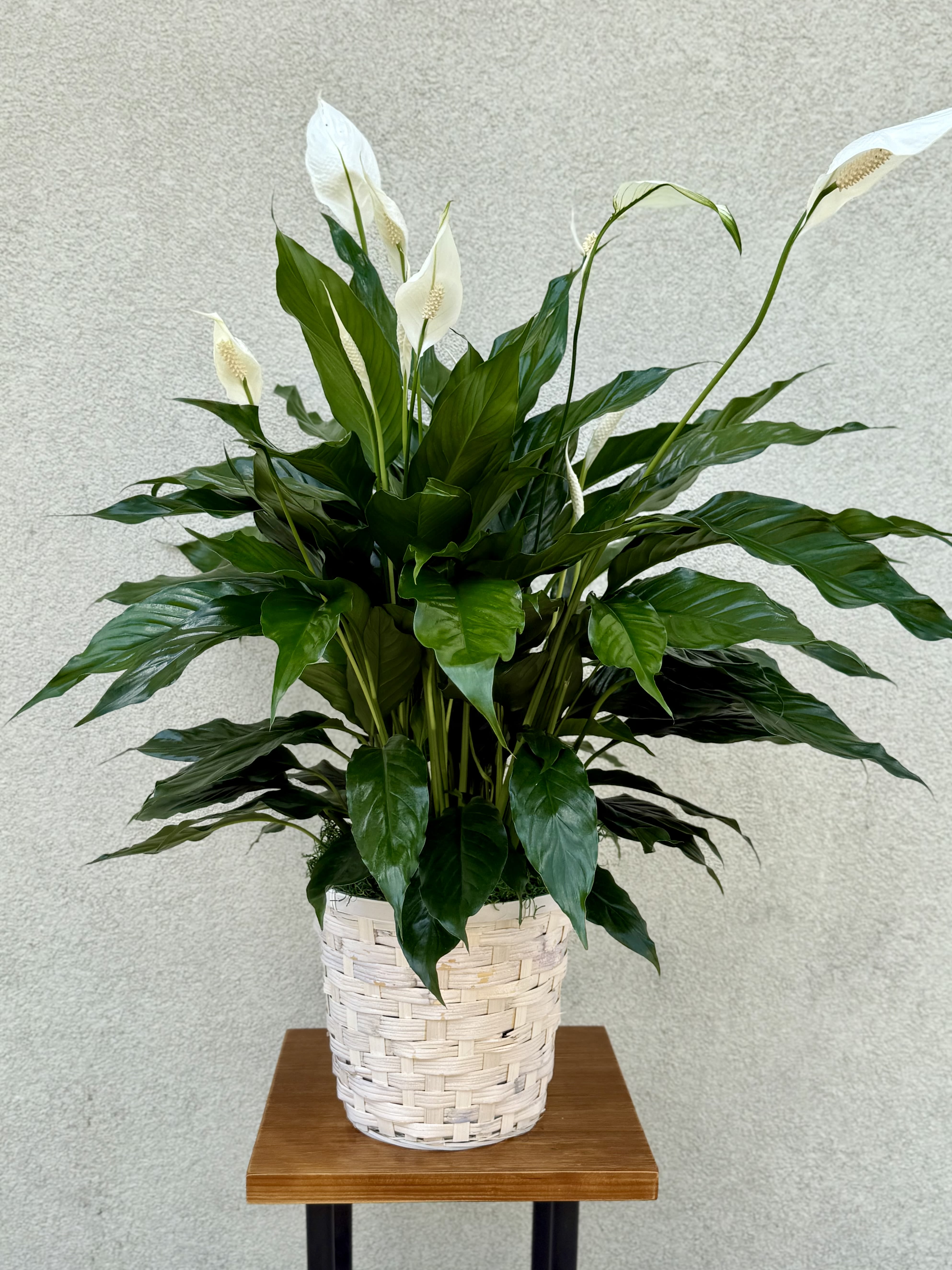 Peace Lily  - Floor standing peace lily decorated in white wash wicker basket.  Sizes vary upon price. 