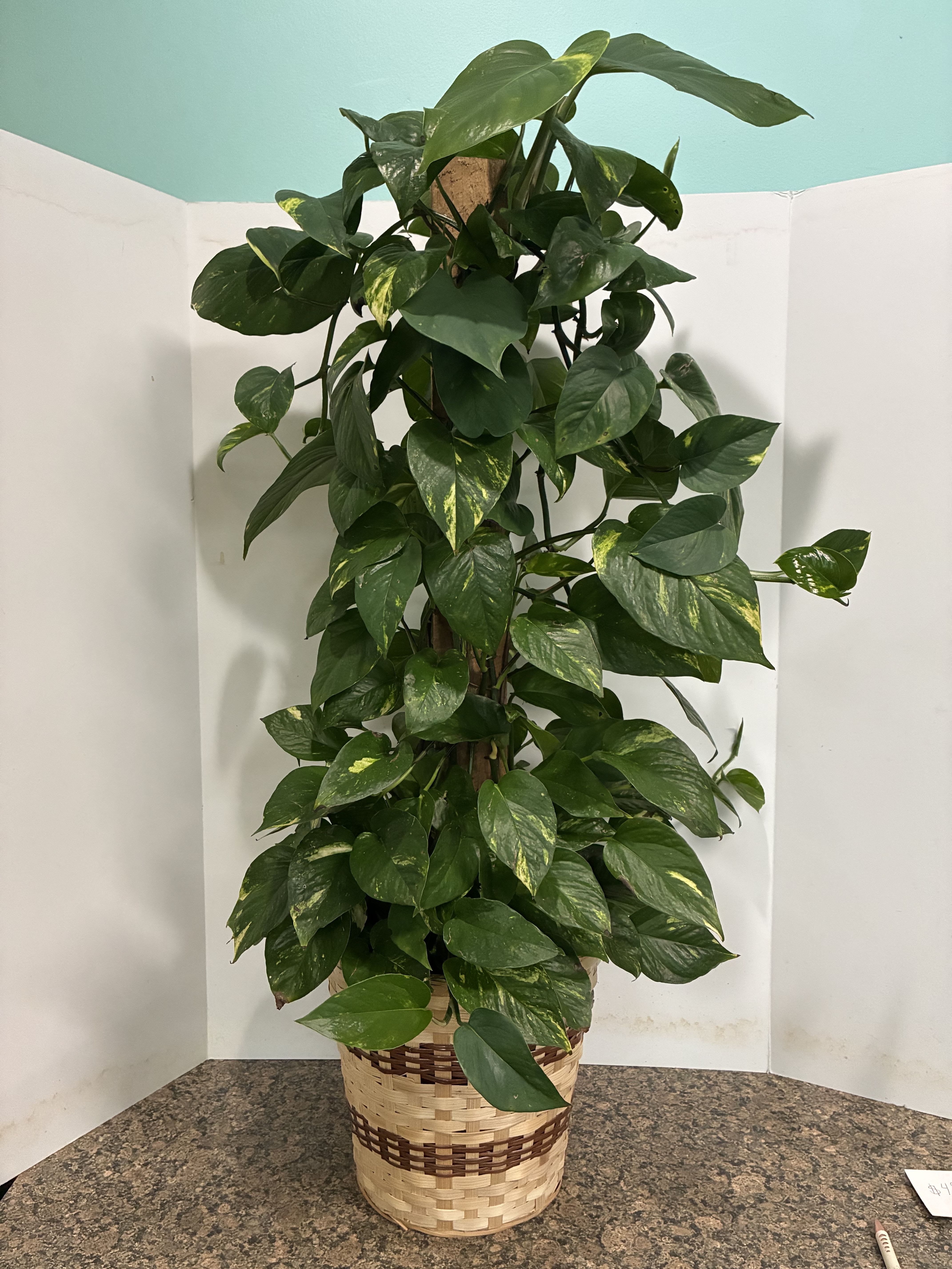 Golden Pothos Plant - Golden Pothos. Indirect sunlight. Do not over water. Moist soil but not soggy. 
