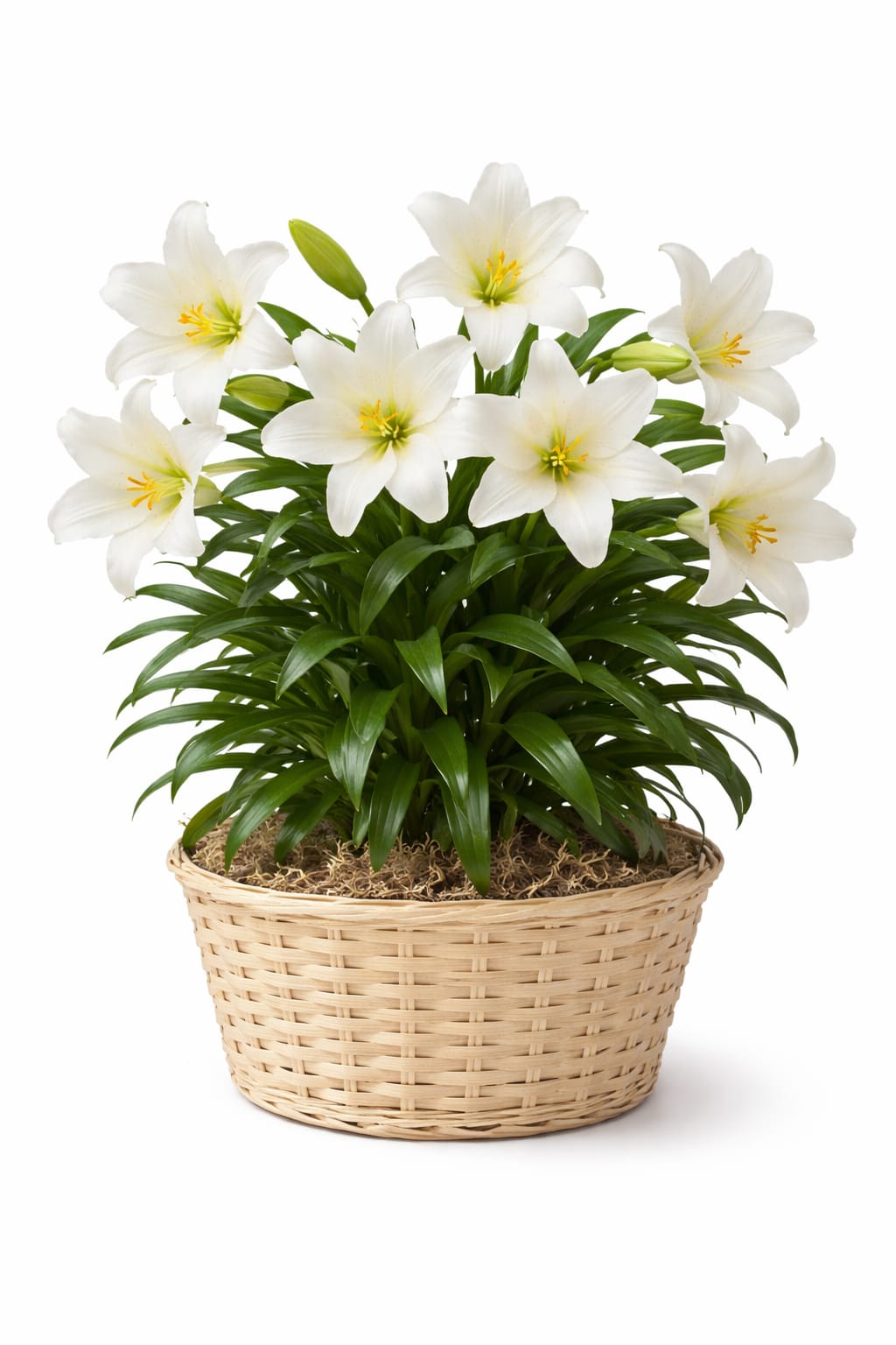 Easter Lily - Tall white trumpet lilies arranged as a potted plant in a round white woven basket create a serene spring focal point-perfect as an Easter lily arrangement for holiday centerpieces or a gentle Passover gift. The soft white petals with pale yellow-green centers lift the eye, while the light green satin ribbon bow adds a pastel accent that feels fresh and hopeful; this is the kind of plant that will make the person you're thinking of feel seen and comforted.  This design features multiple large, open trumpet-shaped lilies with a few closed buds to suggest ongoing bloom, set amid lush green foliage and finished with decorative moss or potting cover in the basket. The shallow, light-colored woven basket keeps the look clean and neutral so it fits easily into home or office décor. Size and care: this is a tall potted lily-place in bright, indirect light, keep the soil lightly moist, and remove spent flowers to encourage more blooms; ideal for spring gifting, get-well wishes, or a thoughtful sympathy gesture.