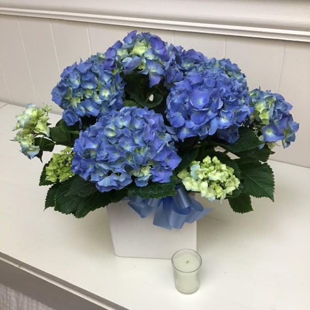 Amazing Blue Hydrangea - This blue hydrangea makes a lasting gift! It can be enjoyed in the home and then planted in the yard for years to come.