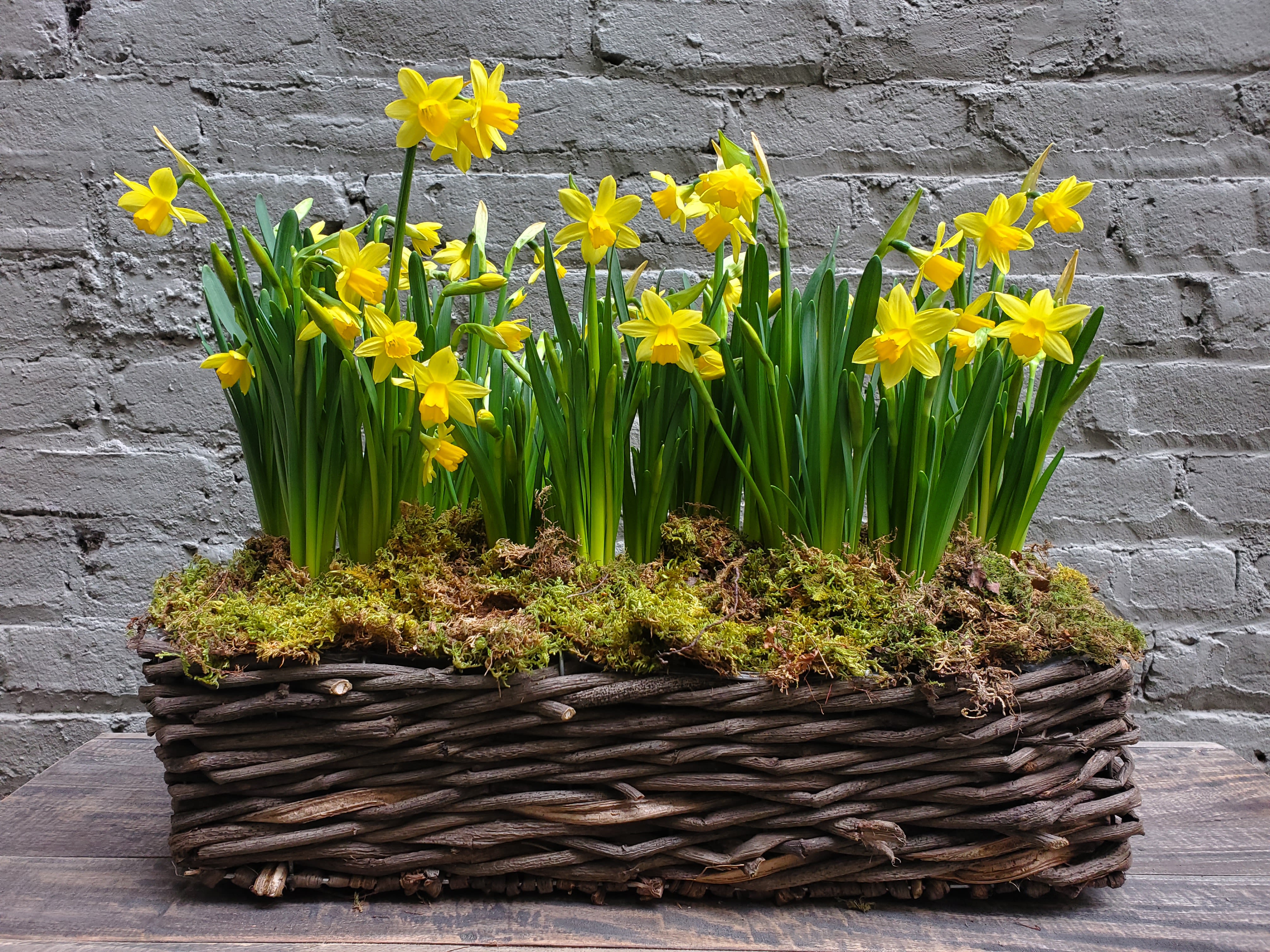 Deluxe Spring Bulb Garden - A springtime bounty of potted daffodil plants in a long wicker basket sprout from fresh green moss -- a look that feels freshly dug from the cottage garden.  With Easter around the corner, this basket makes a welcoming splash of sunshine that is lovely on a window sill, dining table, or the front porch!  Arrangement measures approximately 14" tall by 18" long by 8" wide.