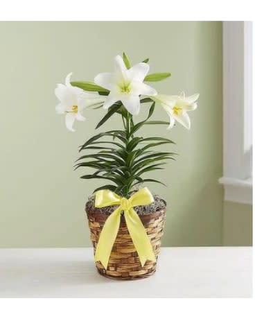 Easter Lily Plant - This classically beautiful white lily plant with its graceful blooms is the perfect choice for Easter or spring celebrations. One white Easter lily arrives in a decorative basket with a spring colored bow. Bulbs can be planted outside