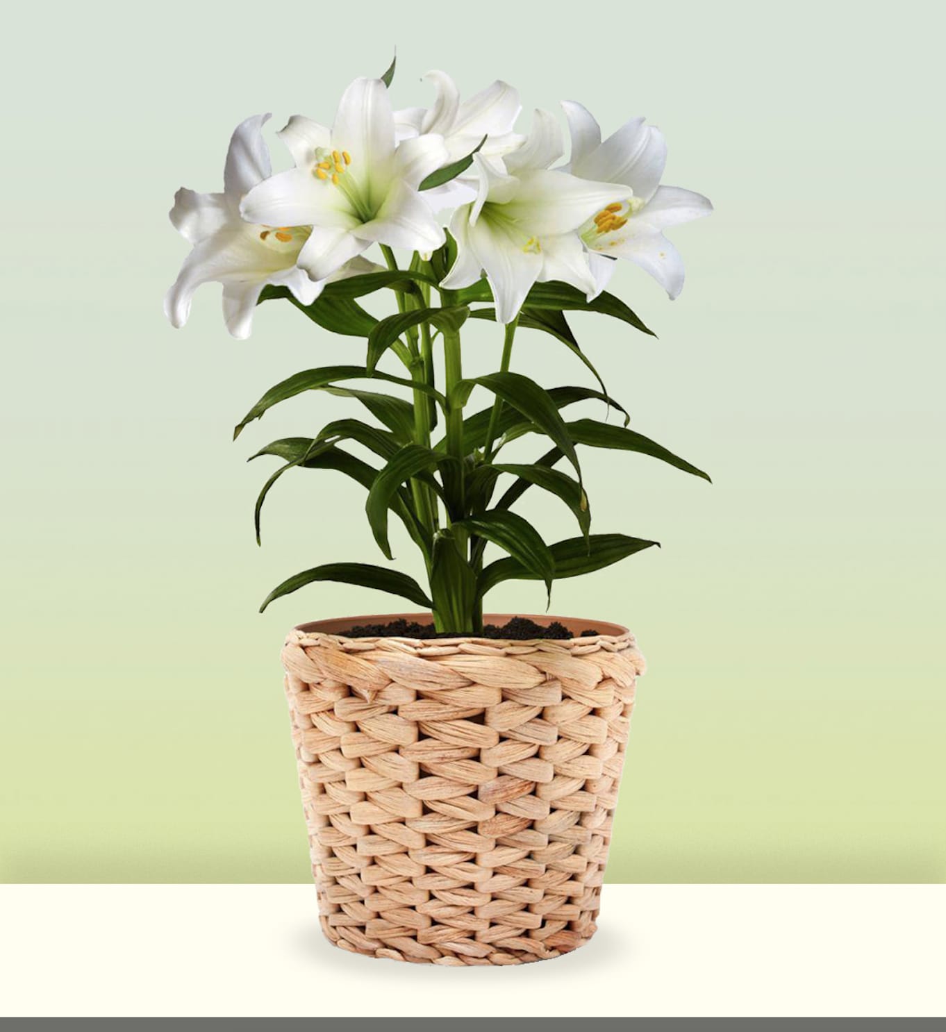 Easter Lily - This is a classic Easter lily beautifully presented in a woven-style basket planter that adds a touch of rustic charm. Symbolizing purity, hope, and renewal, the Easter lily is a beloved springtime favorite, especially during the Easter season. Its clean lines and timeless beauty make it ideal for decorating entryways, altars, or sunny spots in the home as well as sending it as thoughtful gift to loved ones.