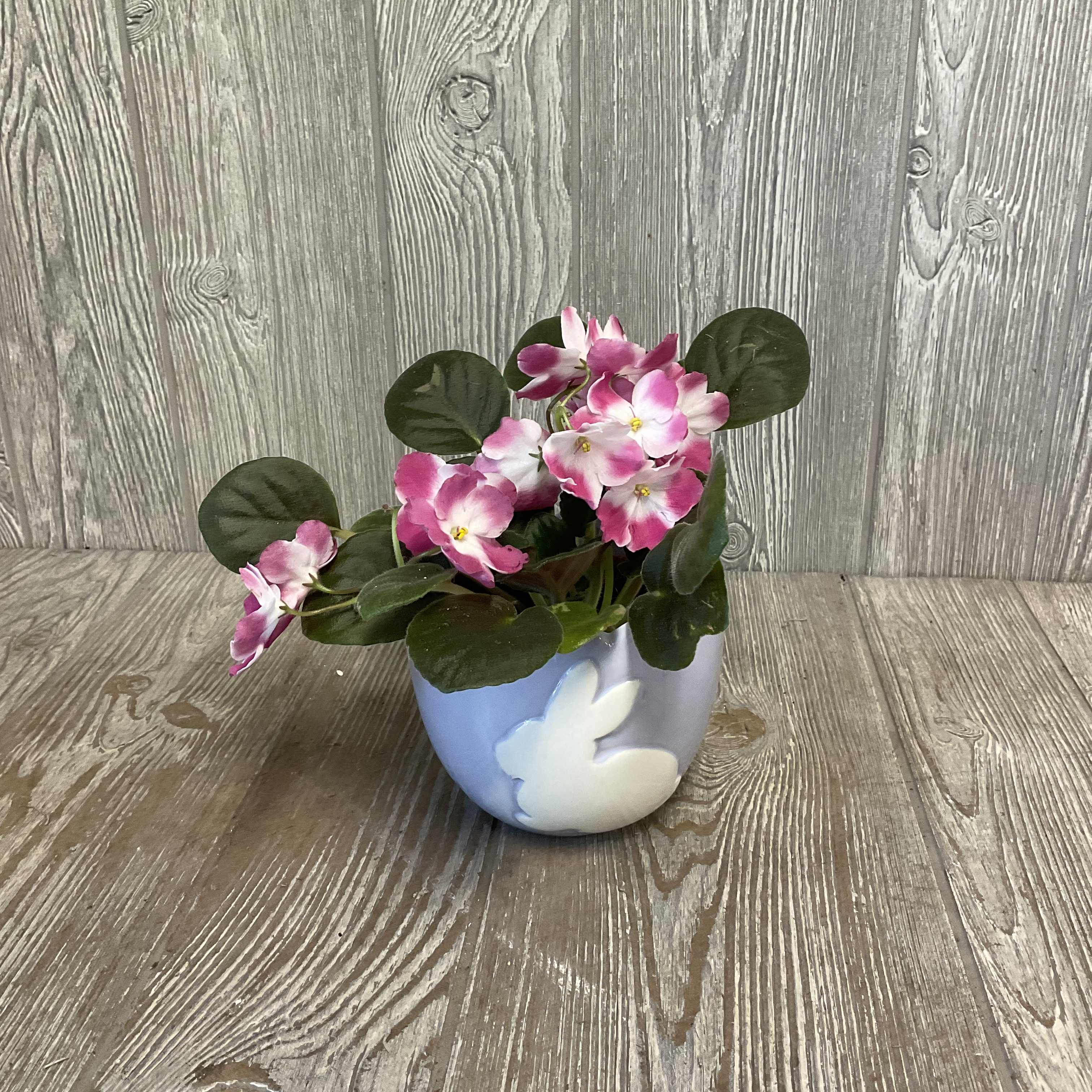 African Violet  - African Violet in a 5 inch ceramic container. Colors of African Violet and container may vary. 