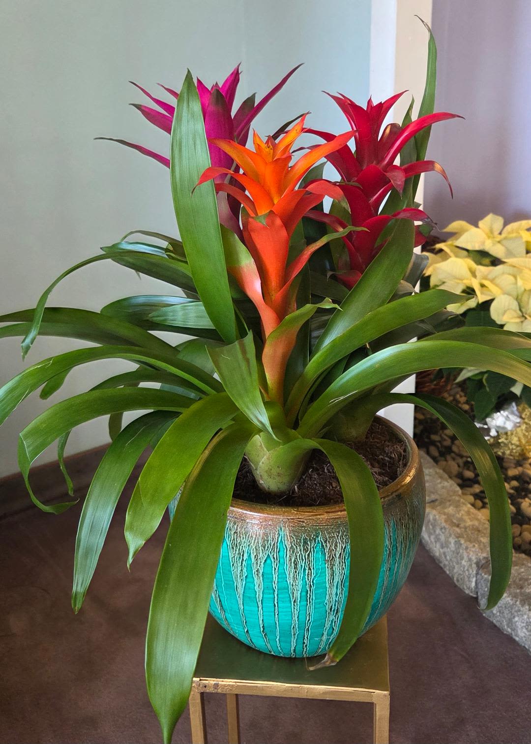 Bromeliad Garden In Ceramic Pot - If you want a low maintenance house plant that is a most impressive gift this one's for you!! Its large and gorgeous!!