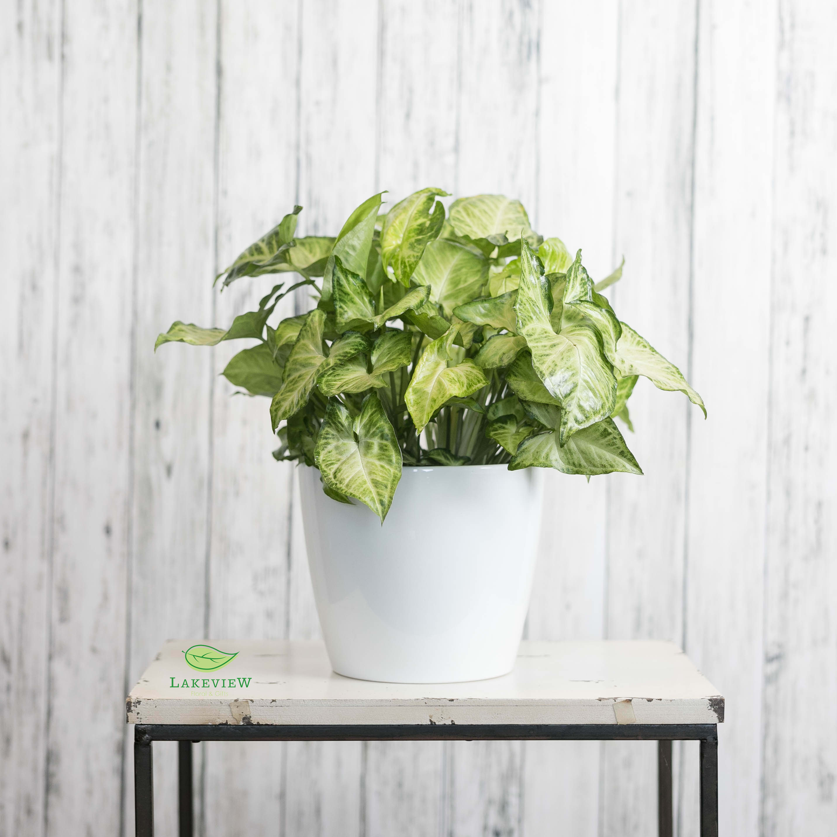Leafy green houseplant in a white pot on a small table.