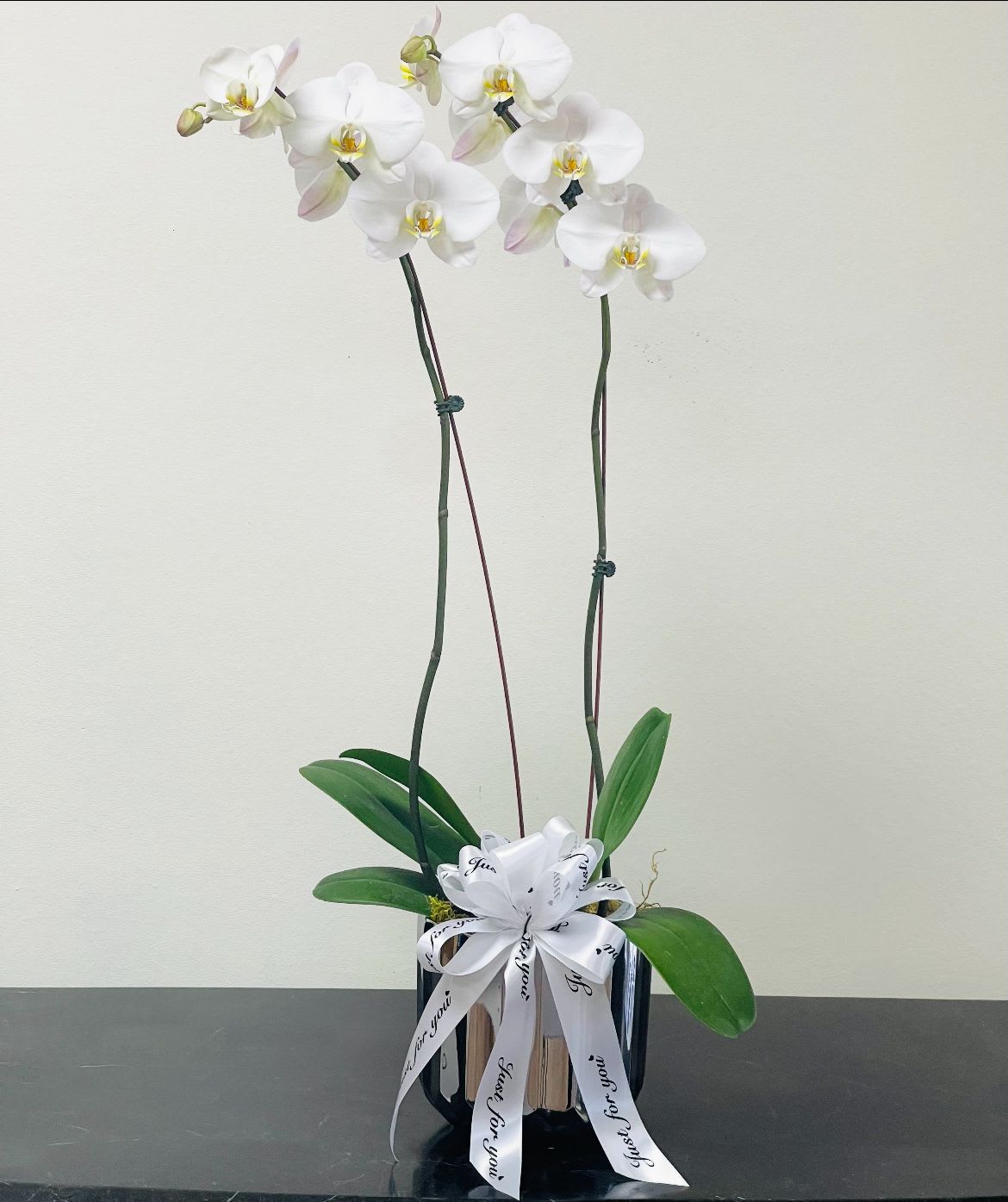 BF-V50 Phalaenopsis Orchid Plant - Embrace elegance and tranquility with our White Phalaenopsis Orchid Plant. A symbol of grace and refinement, this stunning orchid features pristine white blooms that exude a sense of serenity. Perfectly potted and ready to enhance any space, our White Phalaenopsis Orchid Plant is a captivating addition that brings a touch of nature's beauty indoors. 2 Spike White Phalaenopsis Orchid Plant