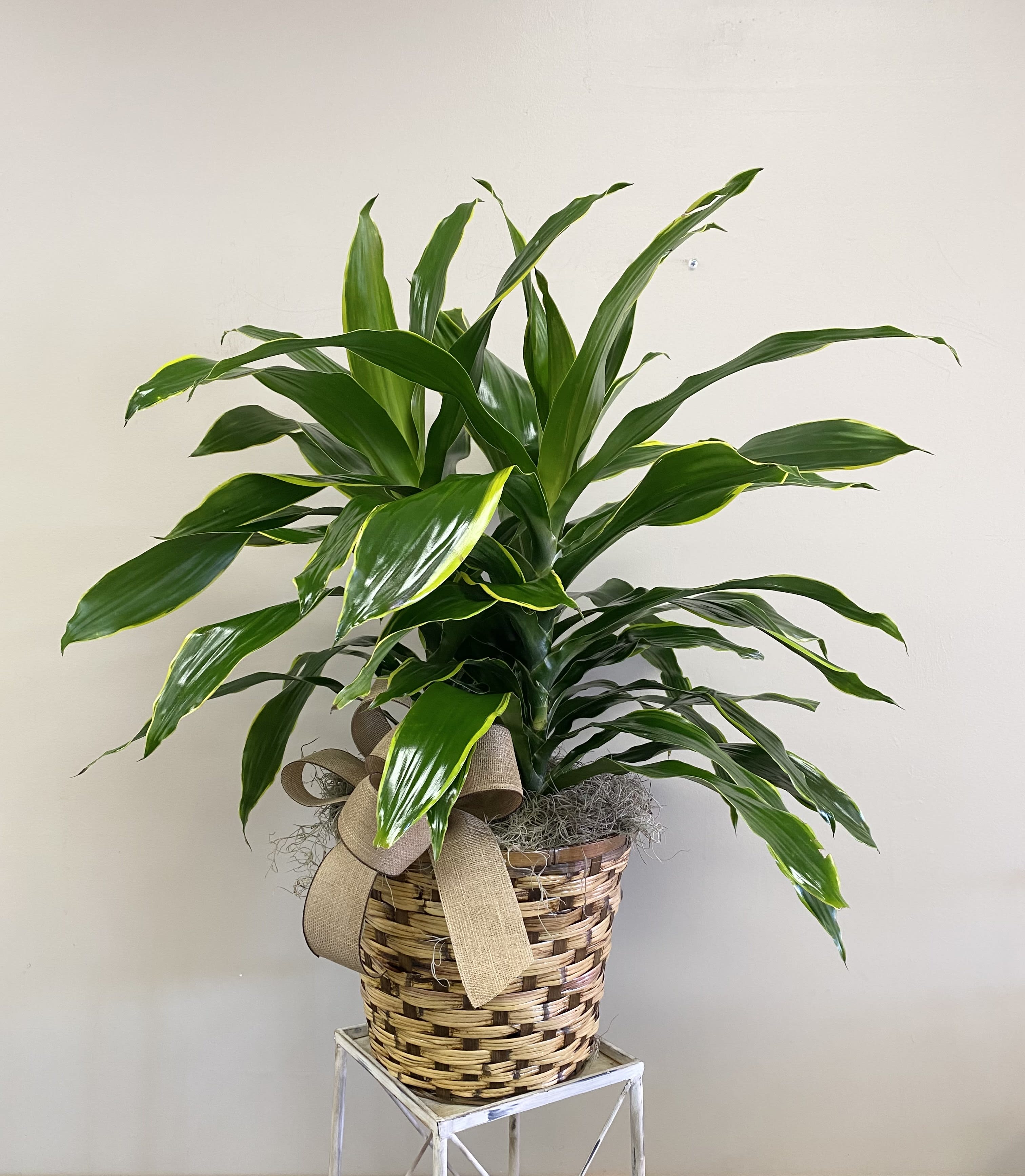 Tall green houseplant with glossy leaves in a woven basket with a burlap bow