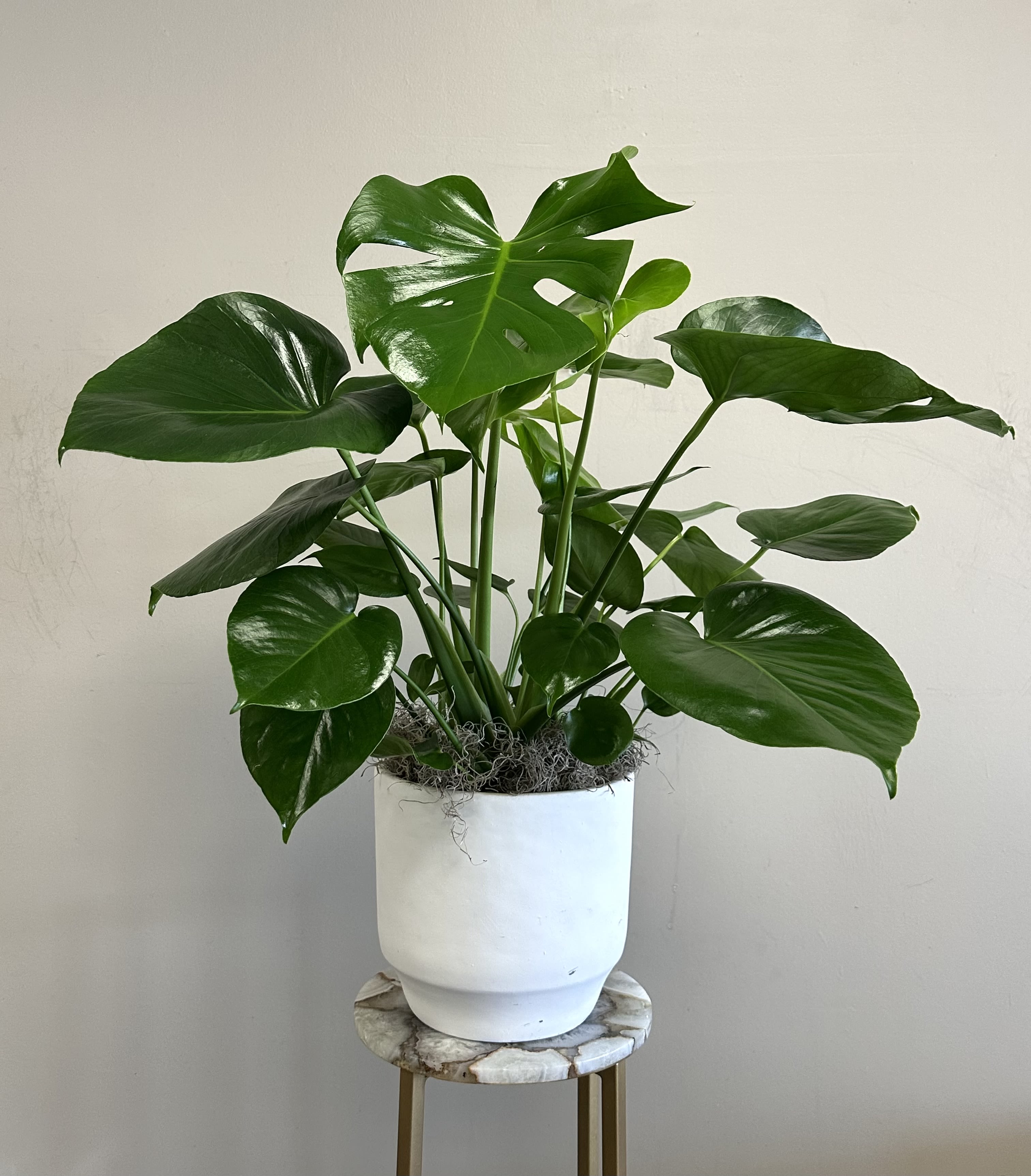 Potted Monstera Plant - A beautiful potted Monstera plant makes the perfect gift for any occasion! This is an 8" Monstera plant in a 10" white ceramic pot. 