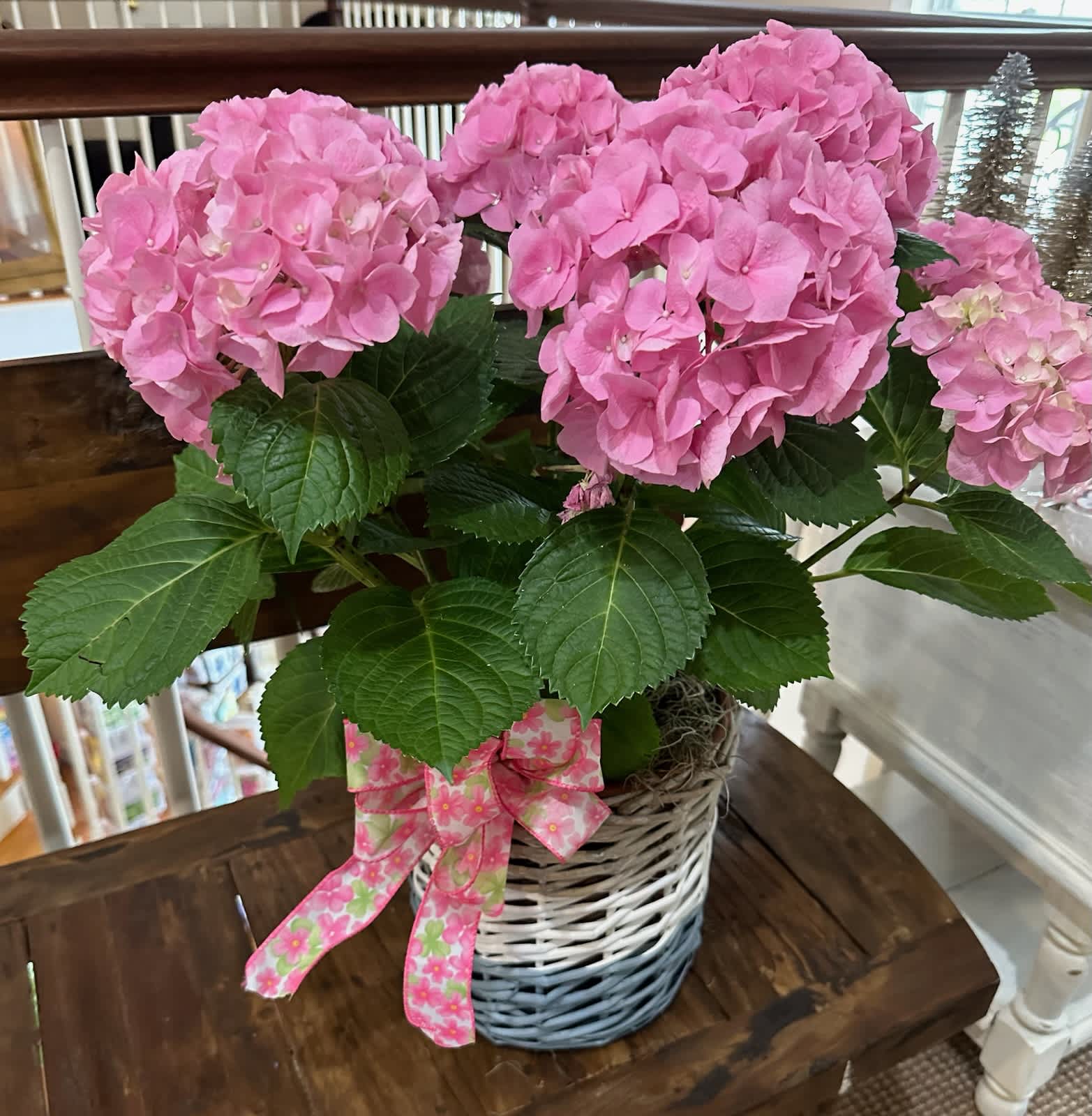 Potted pink hydrangea plant in a white and blue woven basket with a pink floral bow.
