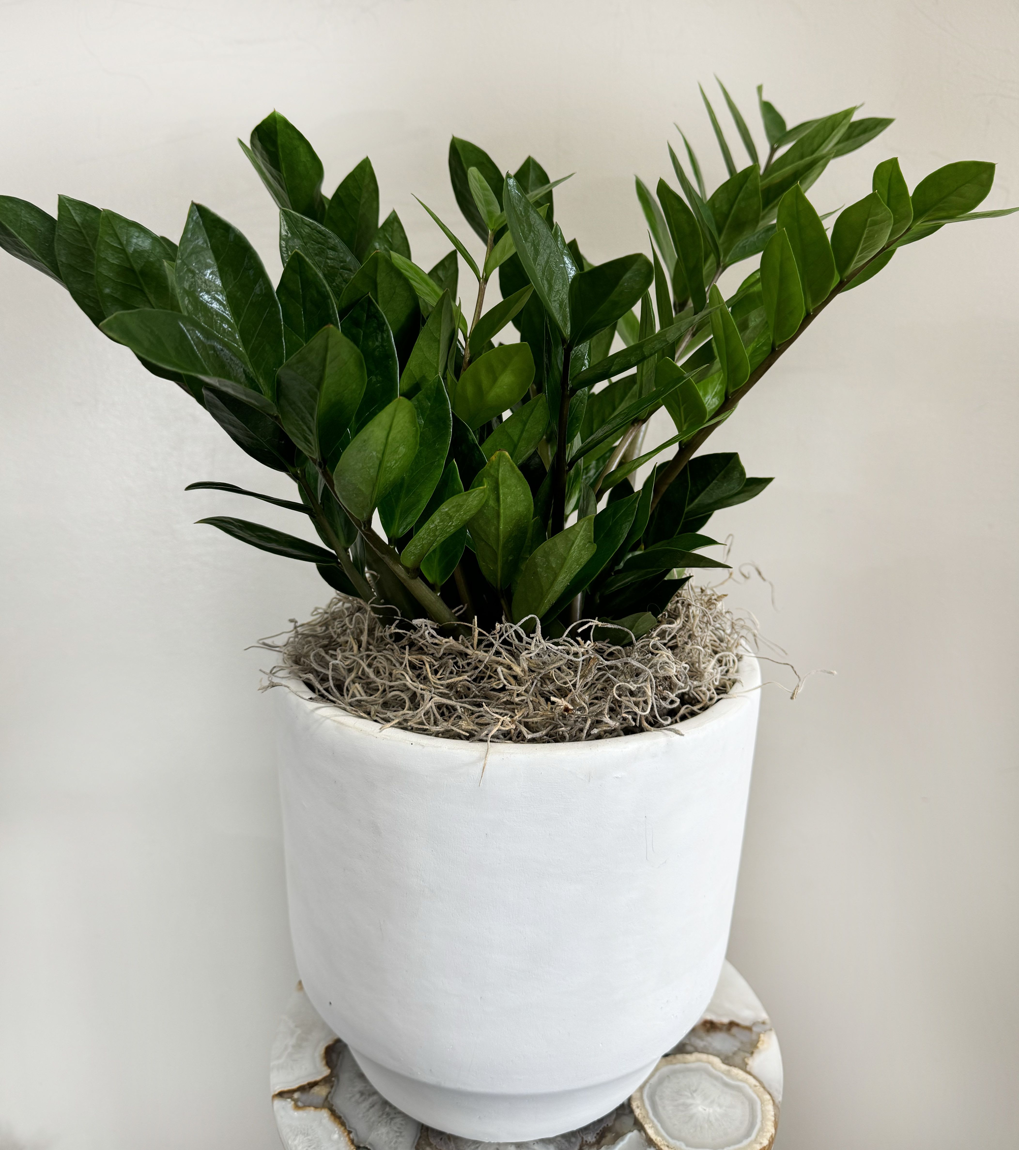 Lush Zamioculcas "ZZ" Plant - Add a touch of nature's elegance to your home or office with this striking Zamioculcas zamiifolia (ZZ Plant). Known for its glossy, deep-green leaves and low-maintenance care, this plant is perfect for both seasoned plant lovers and beginners alike. Planted in a sleek white ceramic pot, the vibrant greenery contrasts beautifully against the minimalist design. Topped with natural moss, this arrangement adds texture and sophistication, making it a perfect statement piece for any space. Ideal for brightening corners, desks, or tabletops, the ZZ Plant thrives in low-light environments and requires minimal watering, making it an easy-care option for your indoor garden.