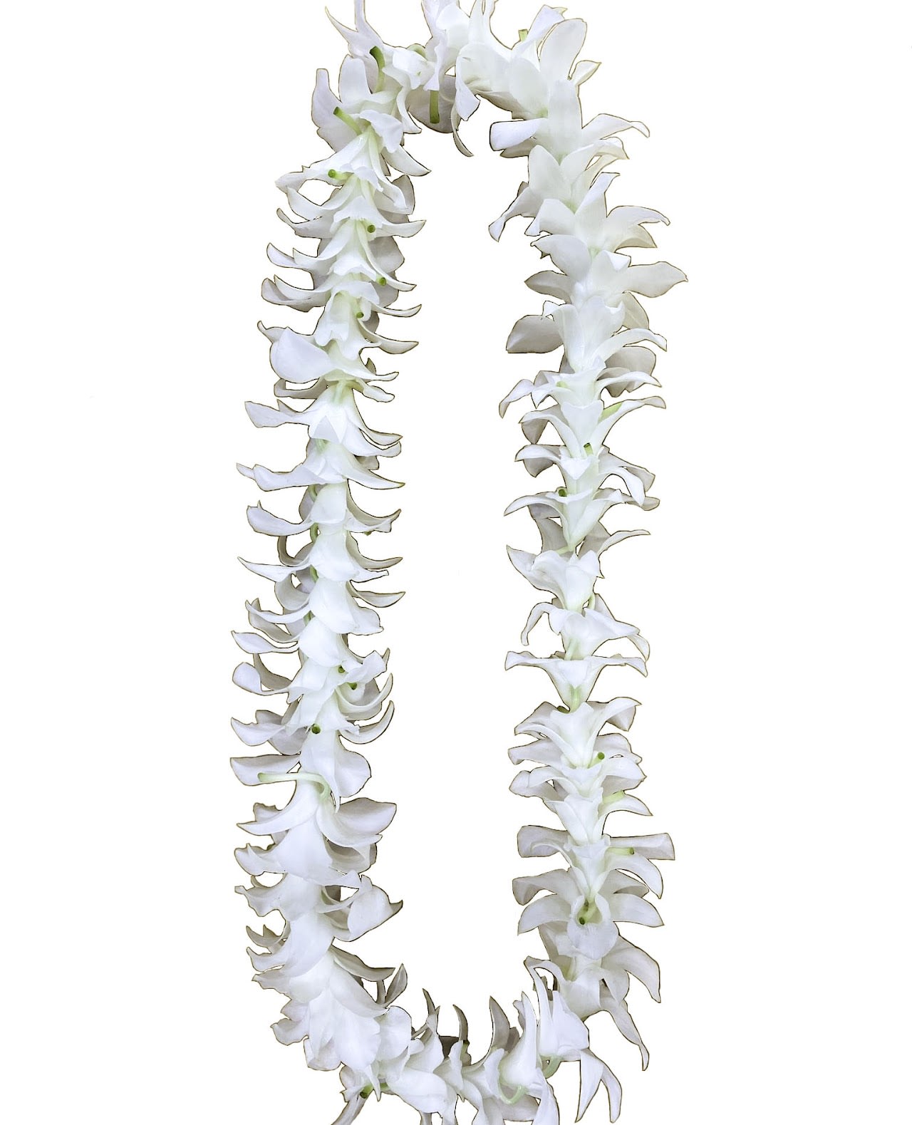  Single White Orchid  Lei - Beautiful single white orchid lei