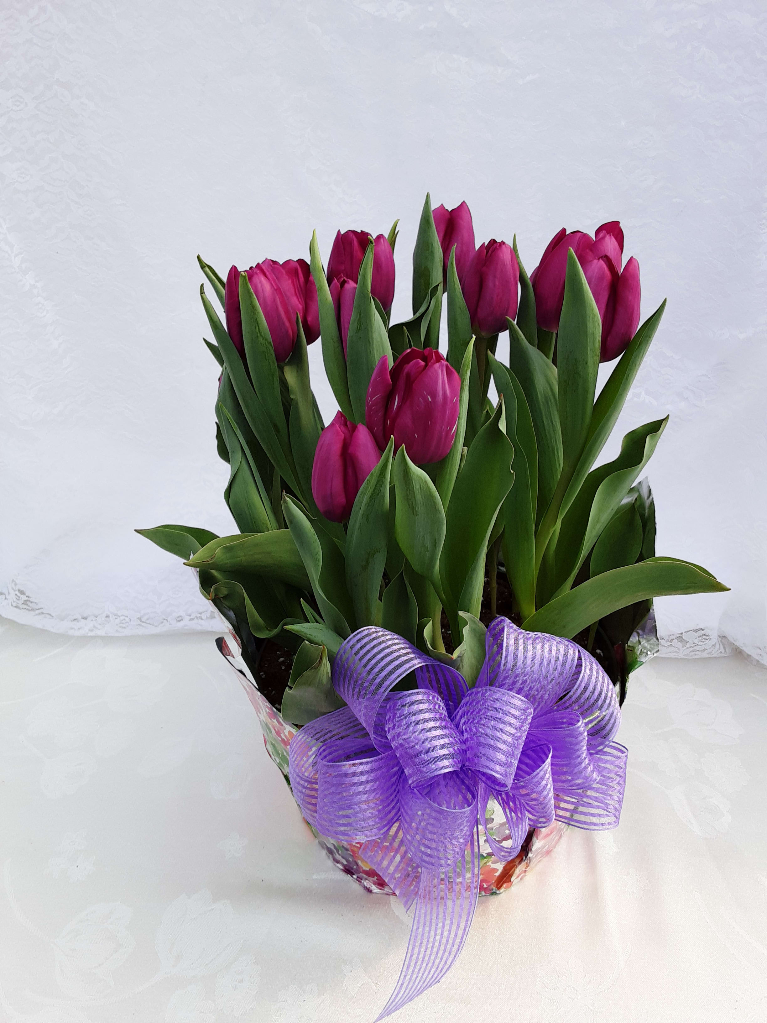 Potted magenta tulips in a decorative wrap with a purple ribbon bow