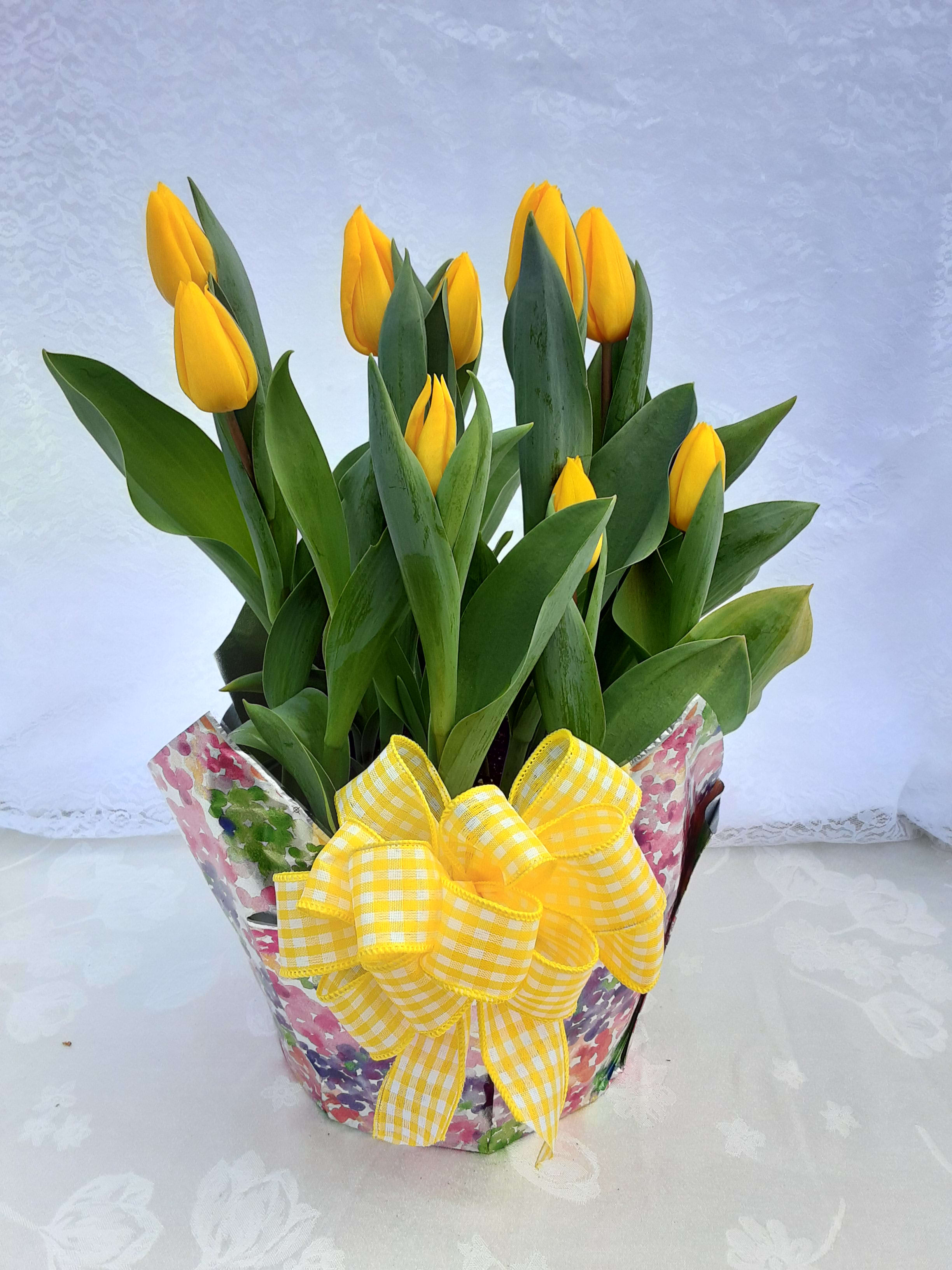 Potted yellow tulips in a floral wrapper with a large yellow checked bow