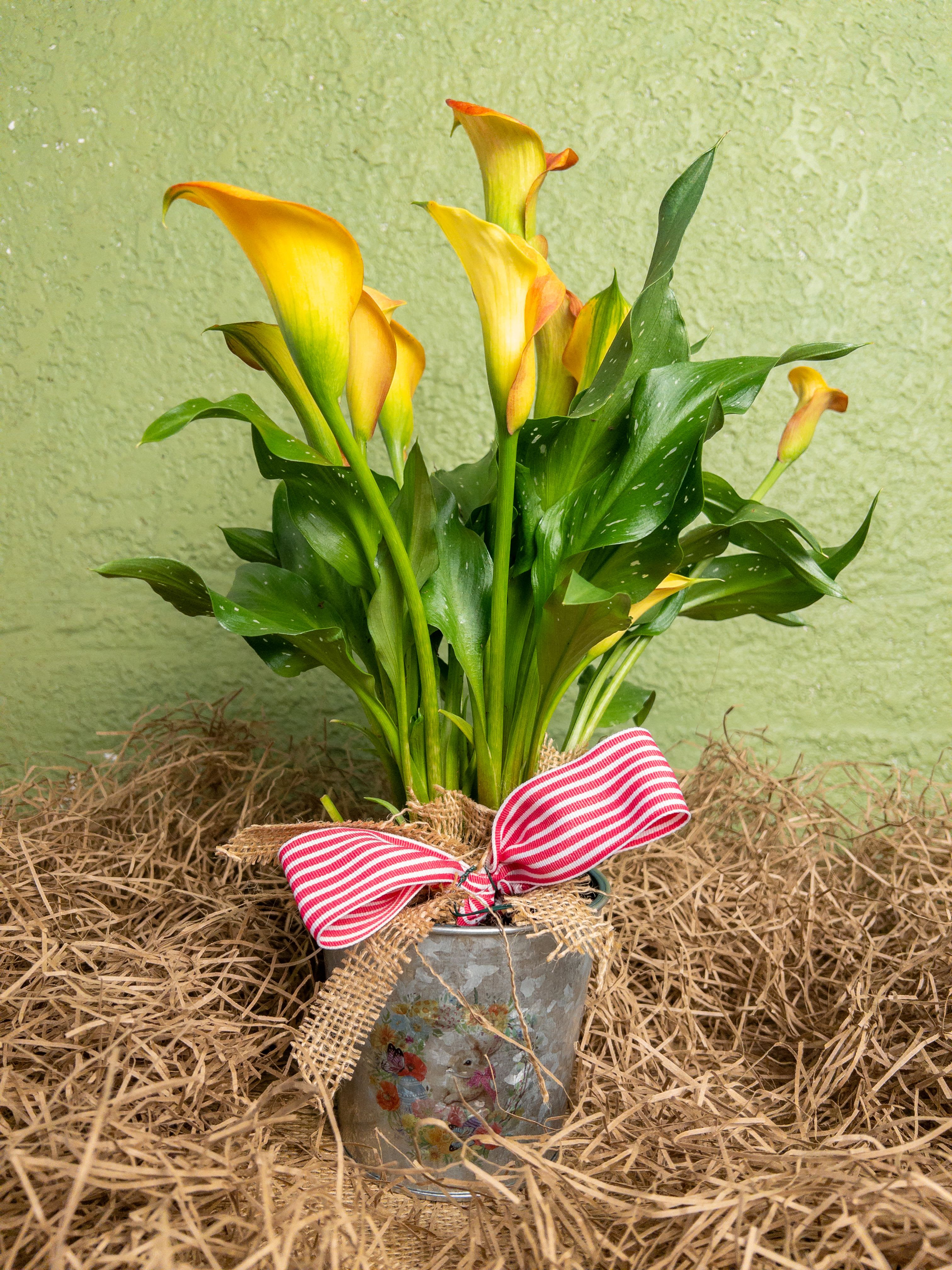 Easter Bunny Bloom - The Easter Bunny Bloom is a petite 4" calla lily in an adorable bunny tin, accented with a cute bow. Its charming presentation makes it a perfect Easter gift or seasonal décor piece. As a premier Baltimore Florist, we offer dependable Flower Delivery in Baltimore, bringing joy and springtime cheer directly to your loved ones.