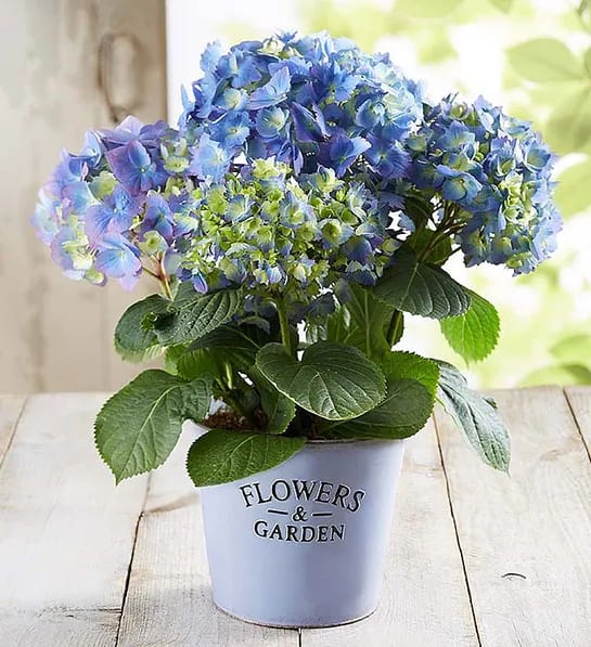 Potted blue and green hydrangea plant in a white container labeled Flowers &amp; Garden