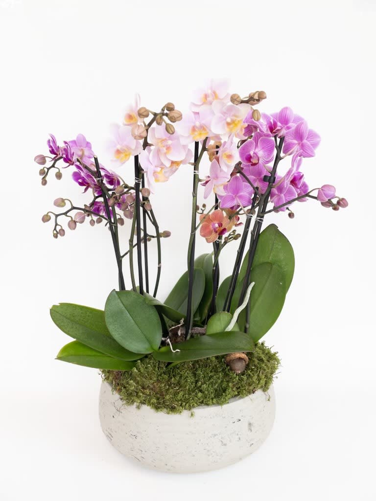 Potted arrangement of pink and purple orchids in a white bowl