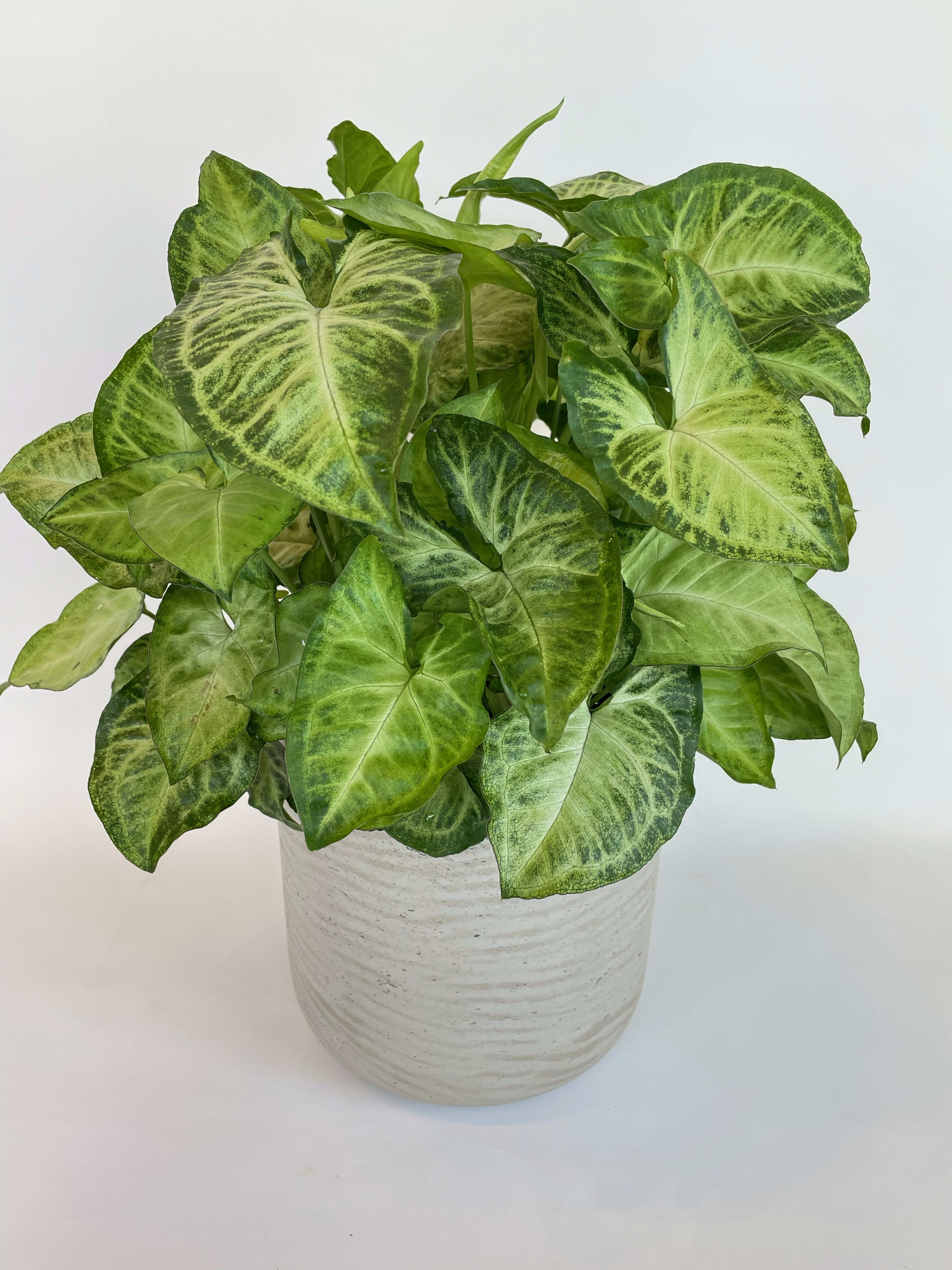 Potted green houseplant with variegated arrow-shaped leaves in a white ceramic pot