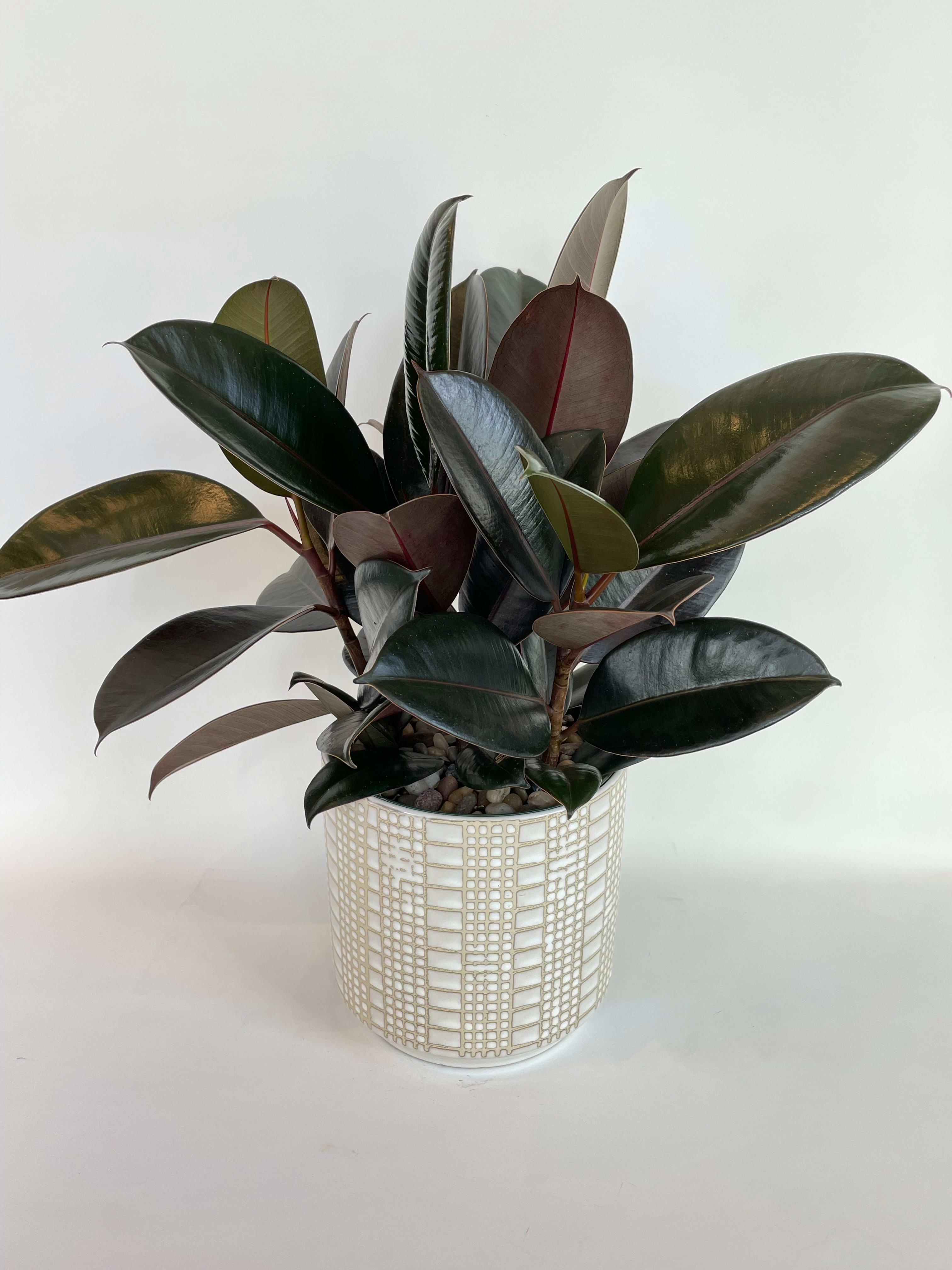 Potted rubber plant with dark glossy leaves in a white patterned pot