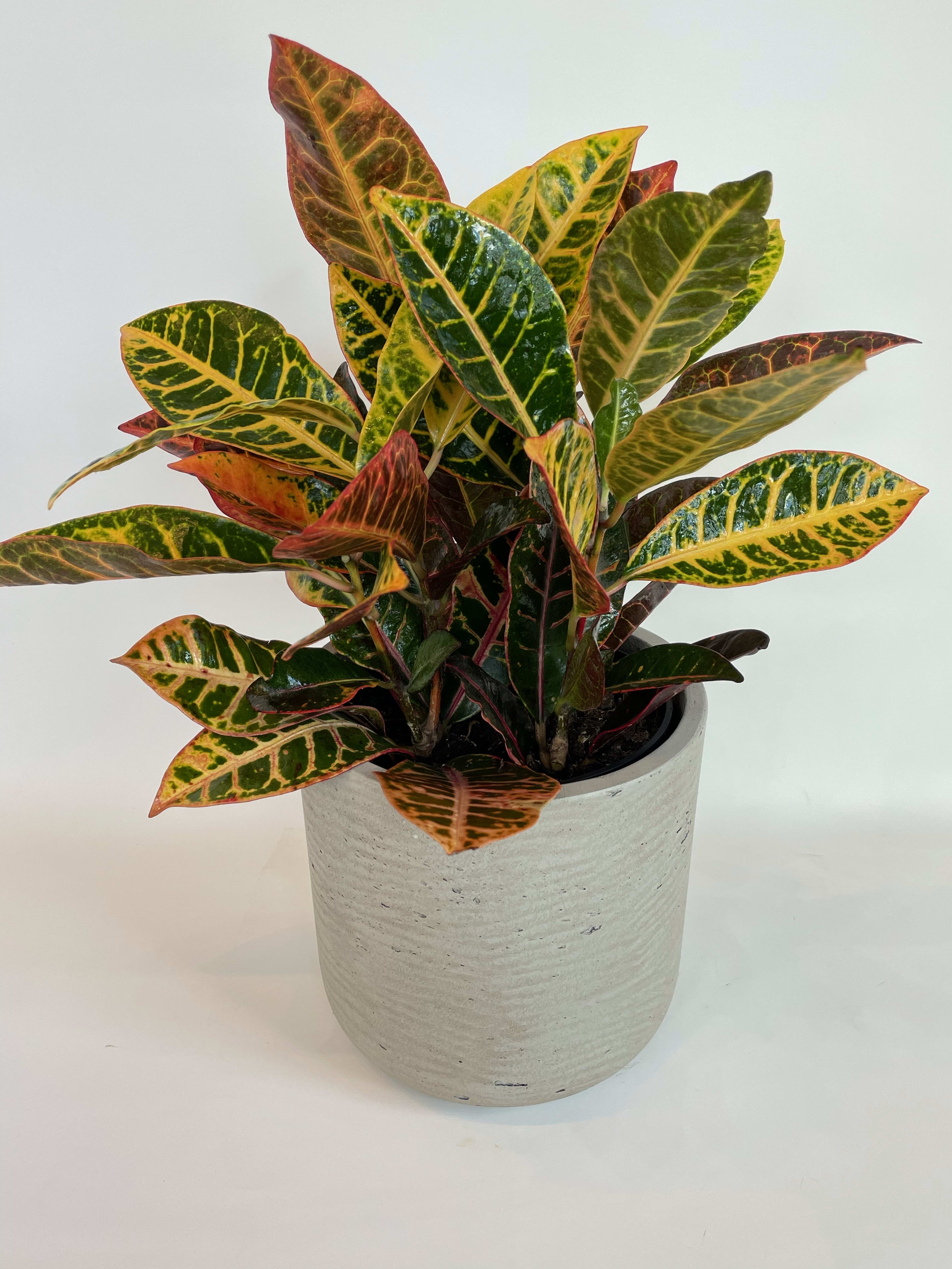 Potted croton plant with multicolored variegated leaves in a white planter