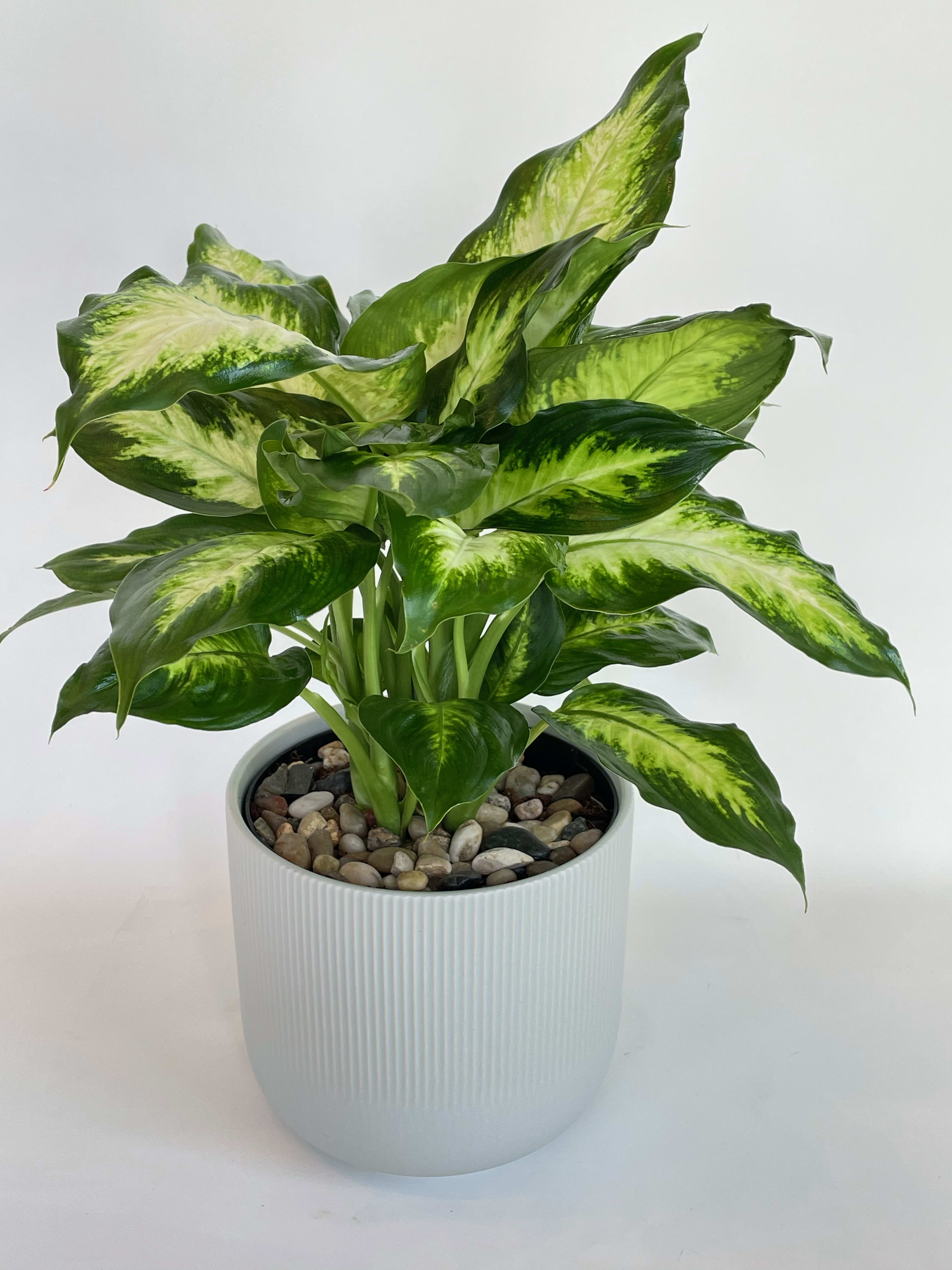 Potted green variegated houseplant in a white planter