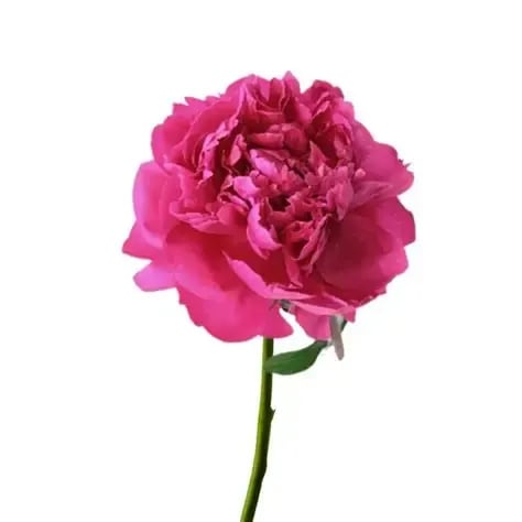Hot Pink Peony - 5 stems of peony in each bunch. Please read the following instructions before placing your order.  Bulk flower orders placed through our online site must be placed at least two days in advance from the desired pick-up date, this will give us enough time to get it ready for you in case we do not have the item available in store. To check availability of the item, contact our location in Tustin for more information.  155 W. First St. Tustin, CA. 92780 (714) 368-9845  Monday - 8 a.m.- 4 p.m. Tues-Fri 8 a.m. - 6 p.m. Saturday - 8 a.m. - 4 p.m. Sunday - 10 a.m. - 2 p.m.